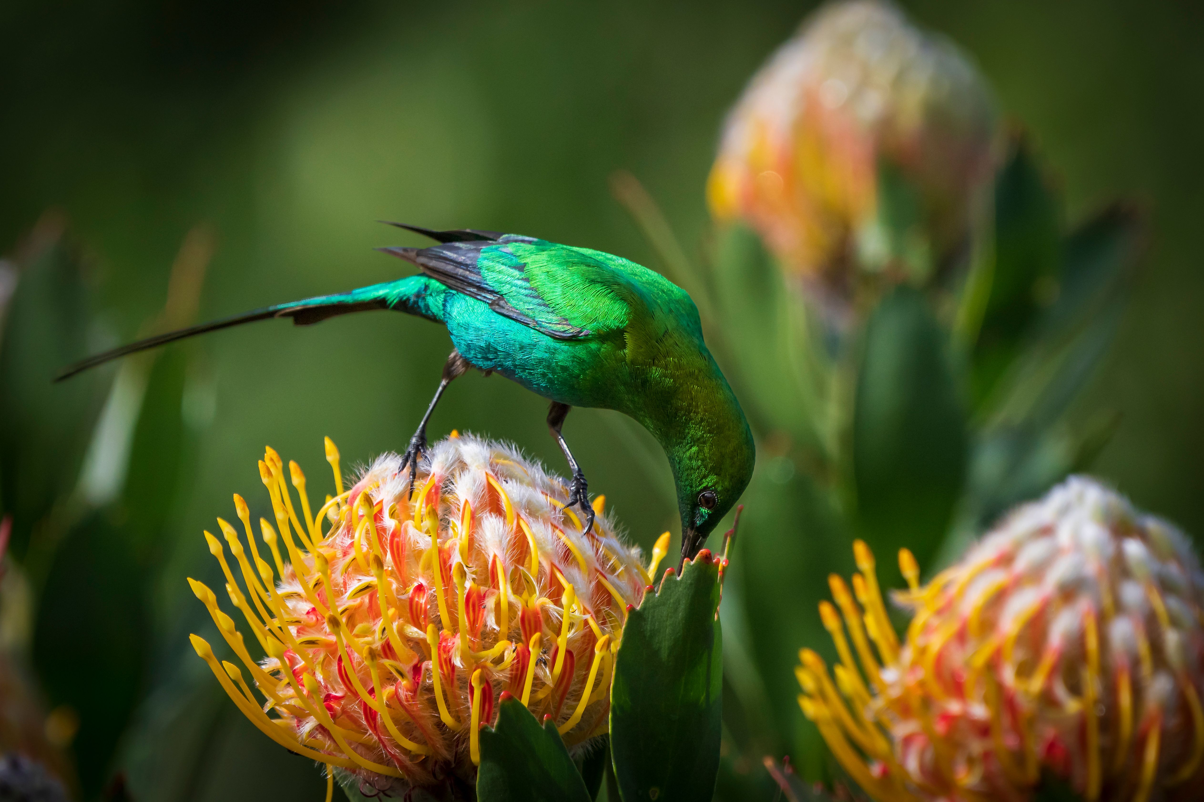 kirstenbosch gardens