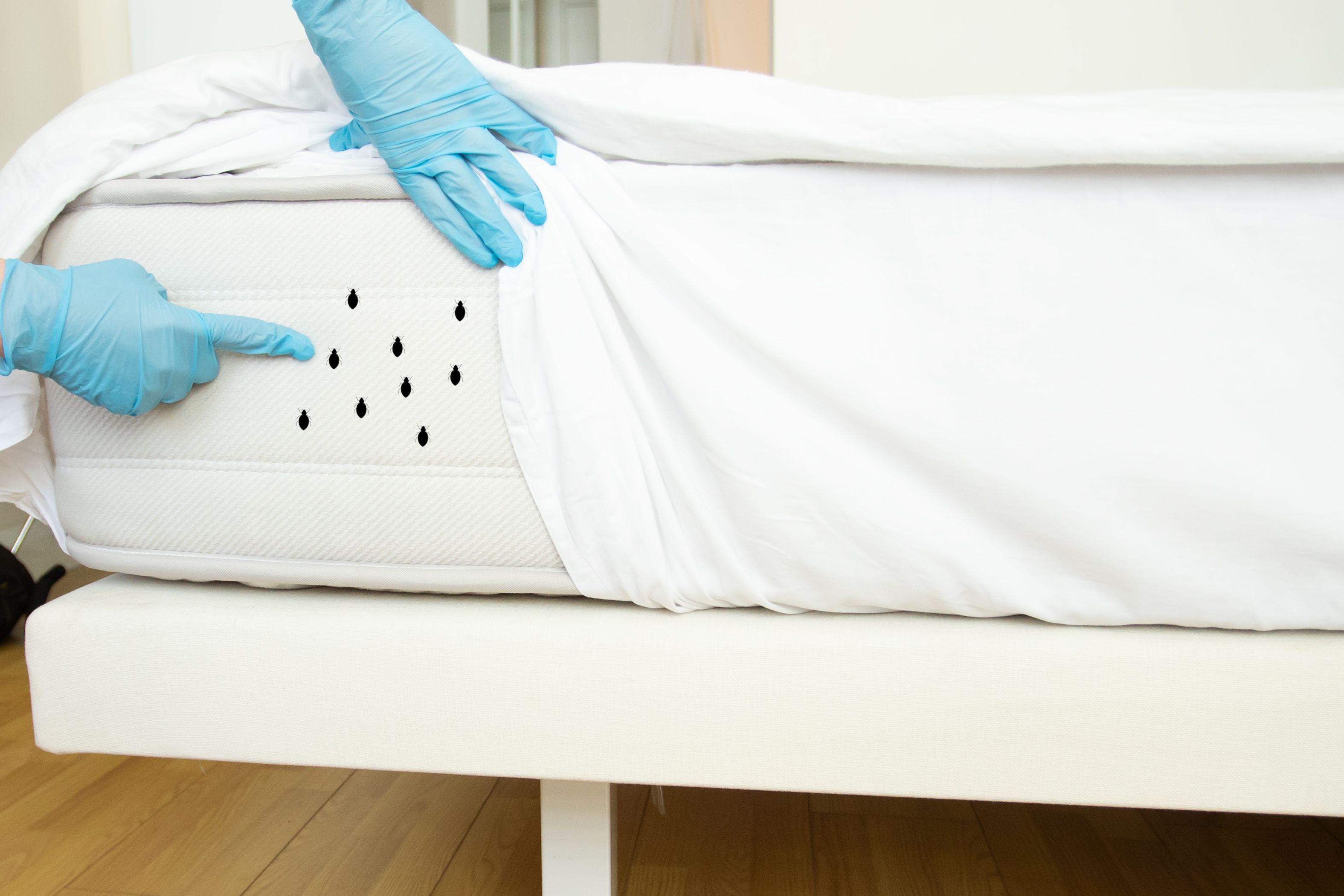 bed bug treatment