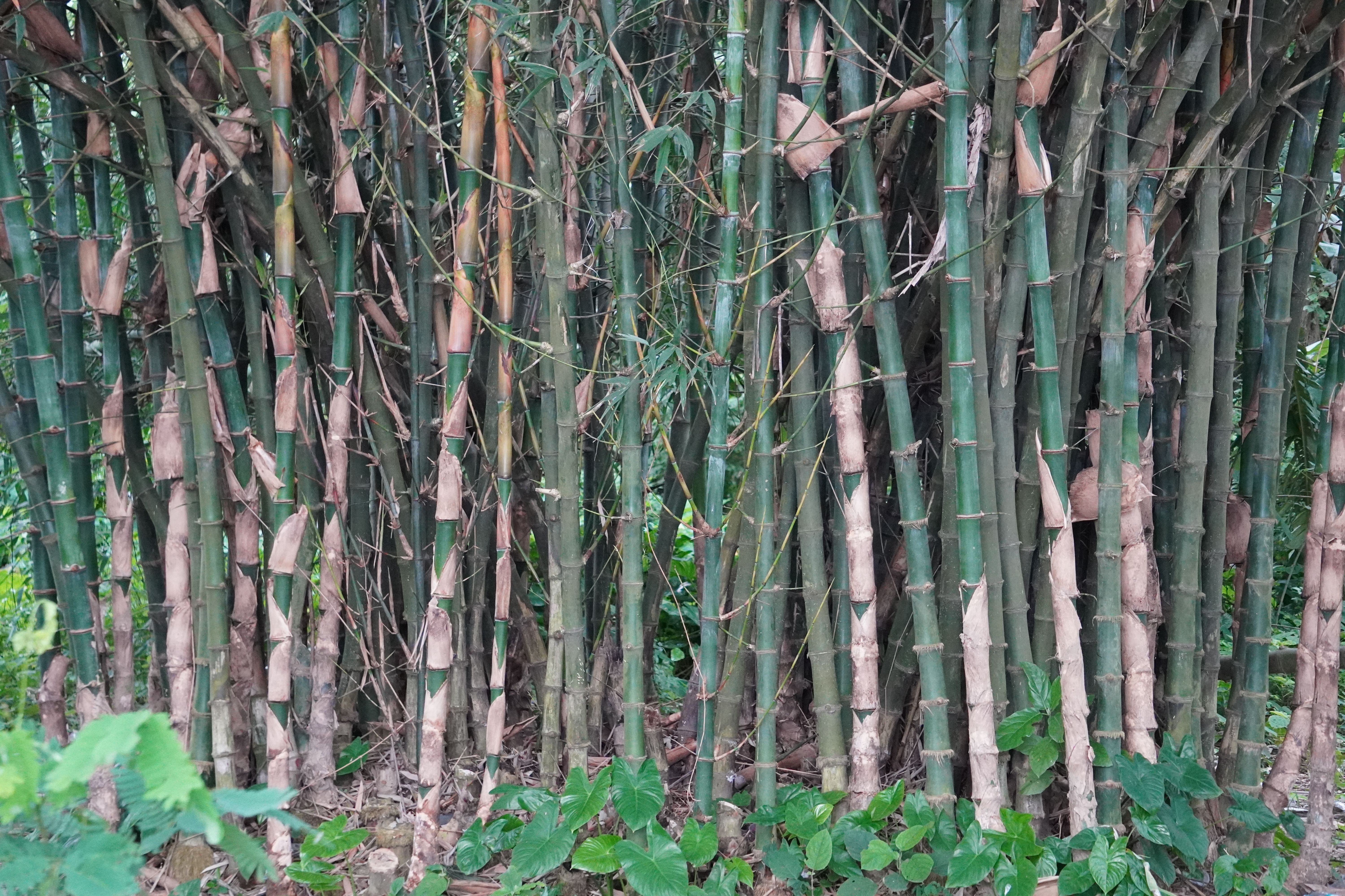 timber bamboo