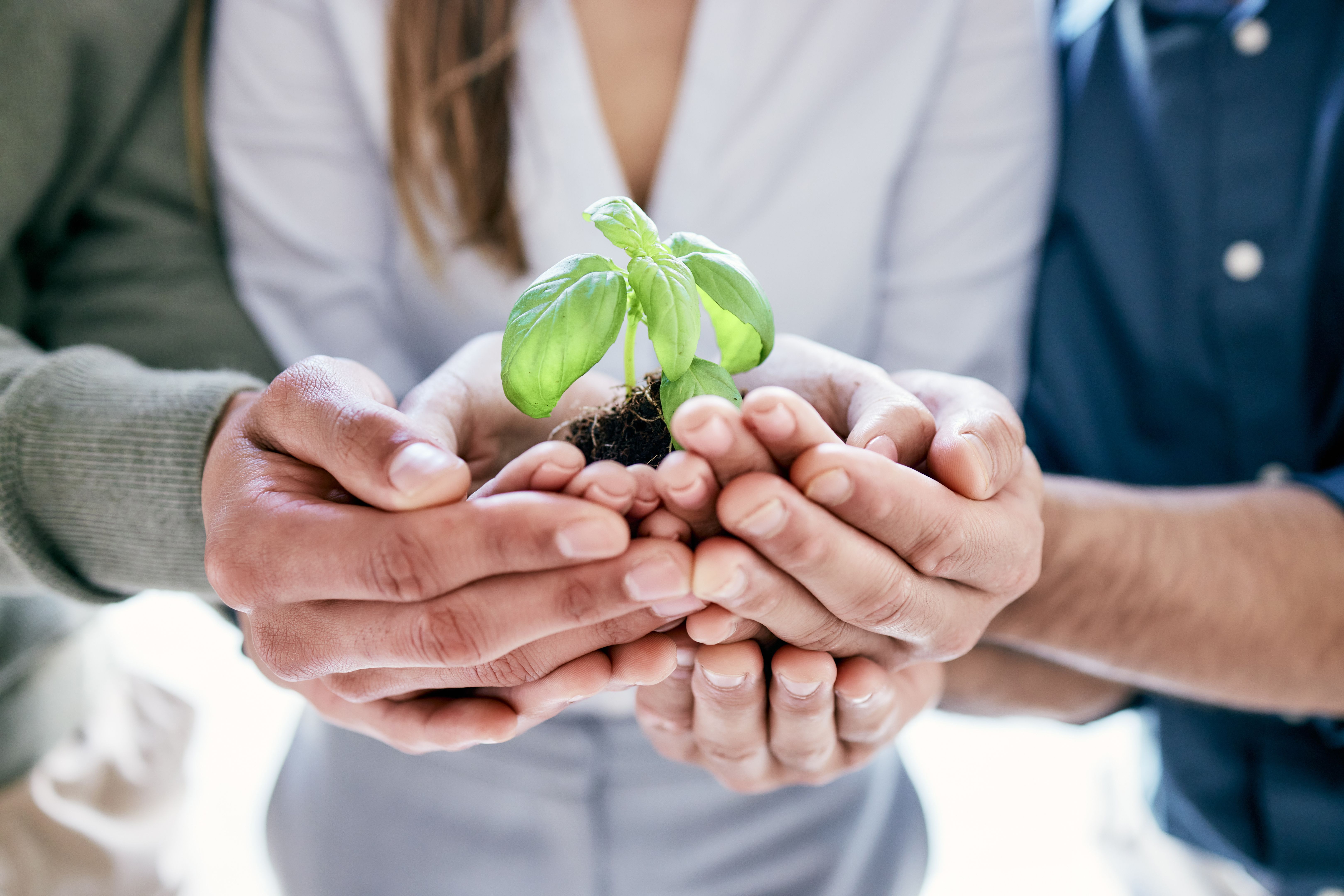 Shot of a group of unrecognizable businesspeople holing a budding plant while standing in their office