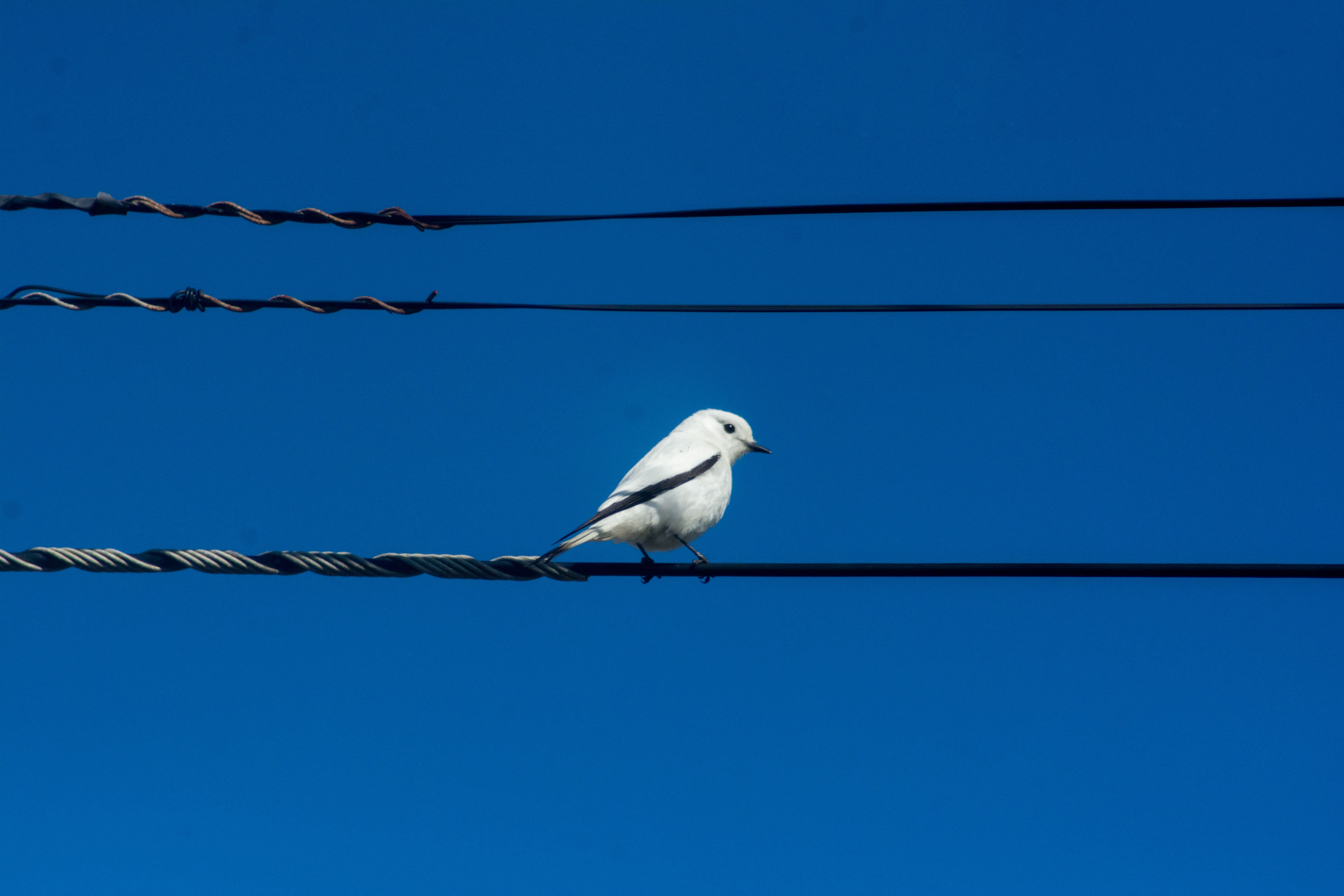 bird on power lines