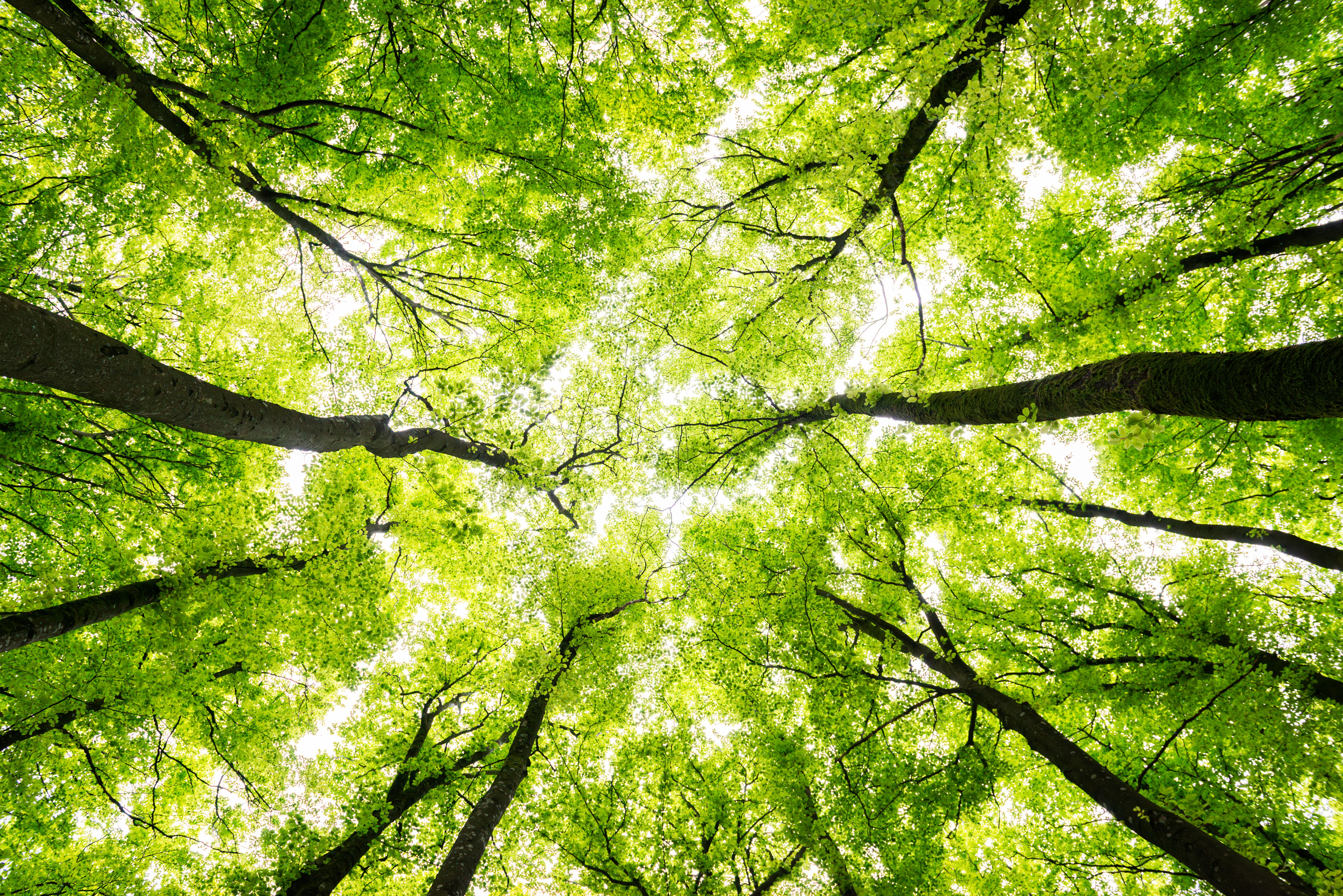 Beech forest tree tops Beech forest tree tops