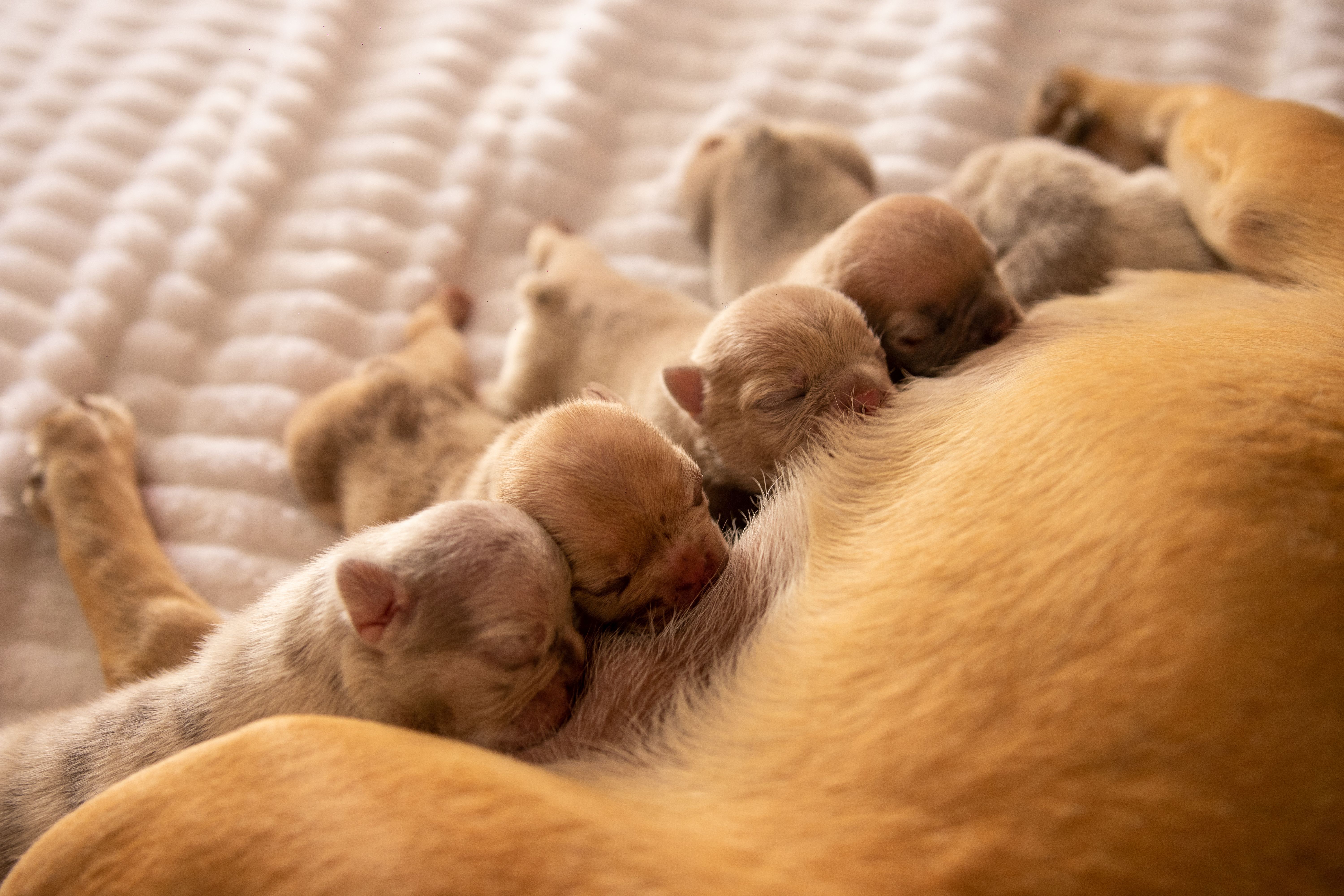 Litter of cute puppies snuggled up together on a cozy blanket, nursing from their mother Litter of cute puppies snuggled up together on a cozy blanket, nursing from their mother