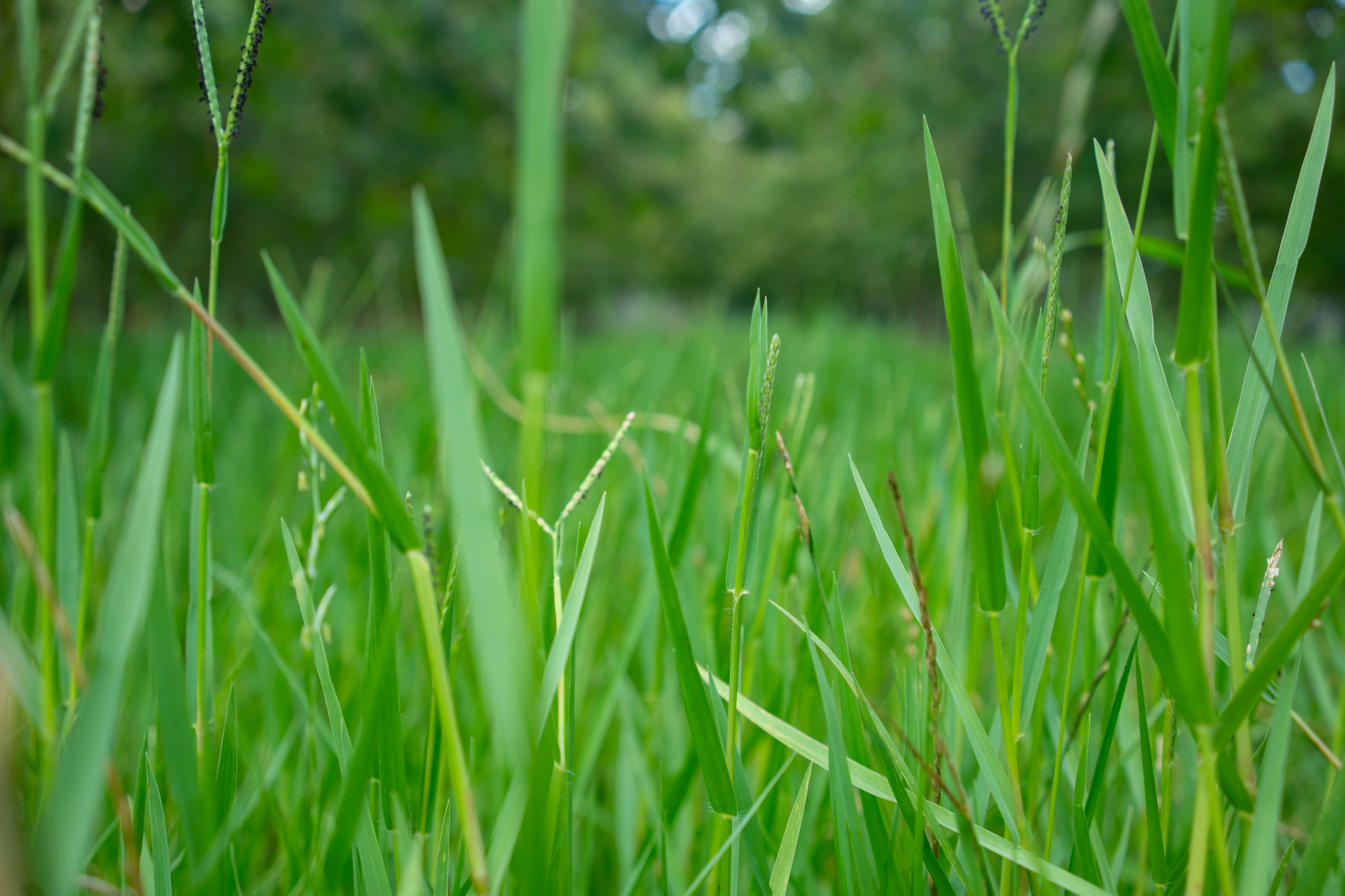 lawn care comparison