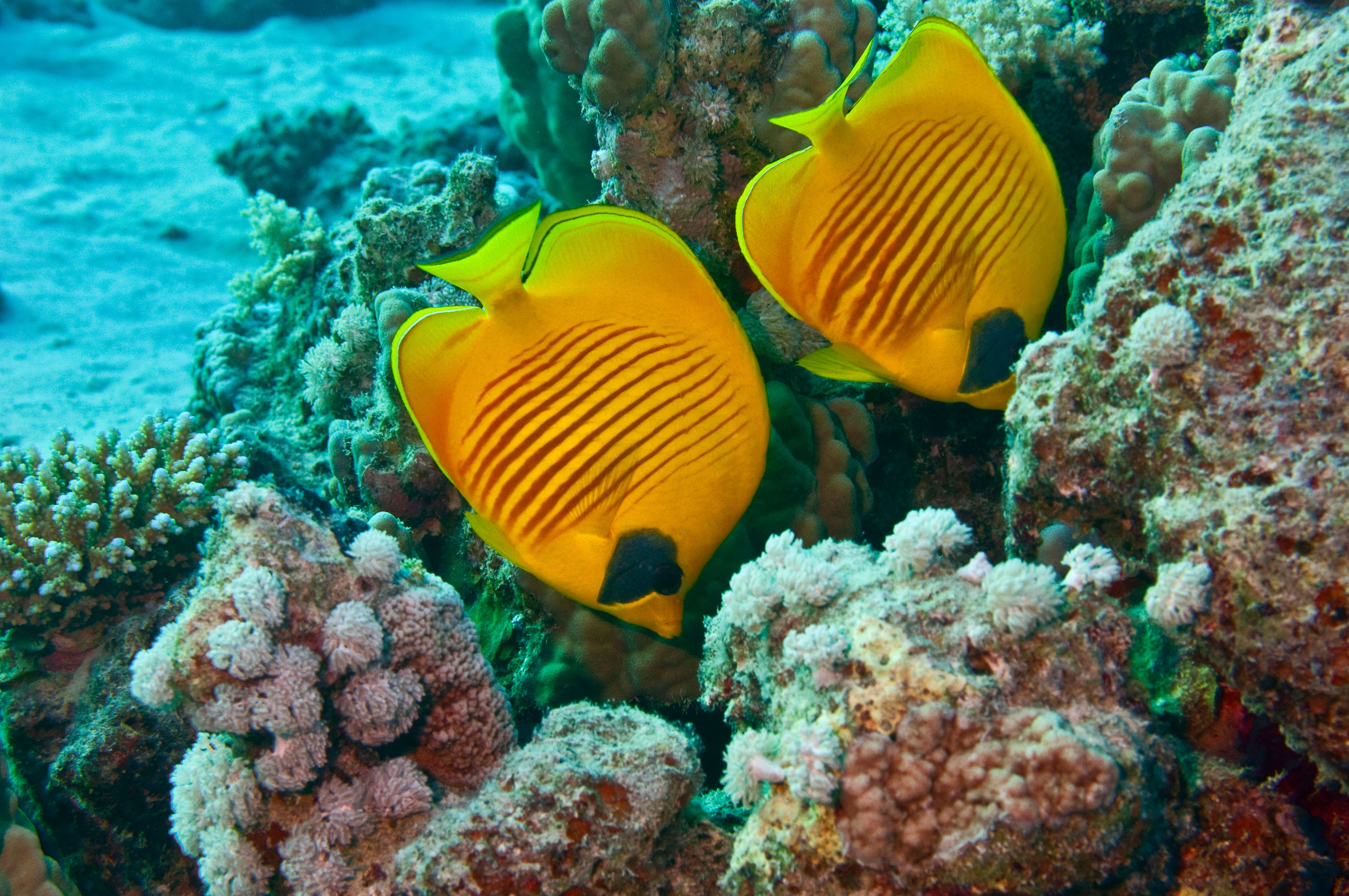 Masked butterflyfish Masked butterflyfish