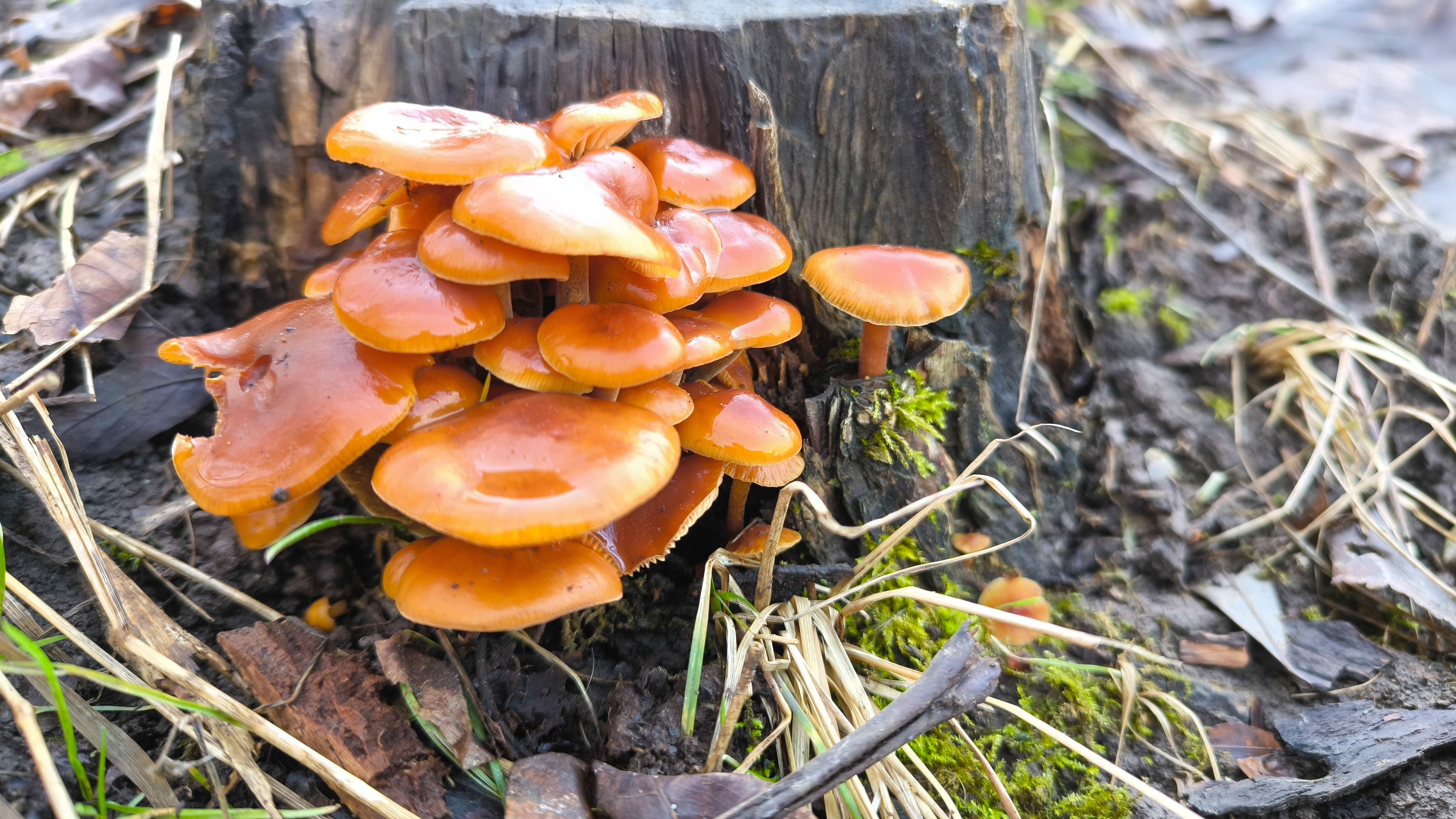 mycelium composites