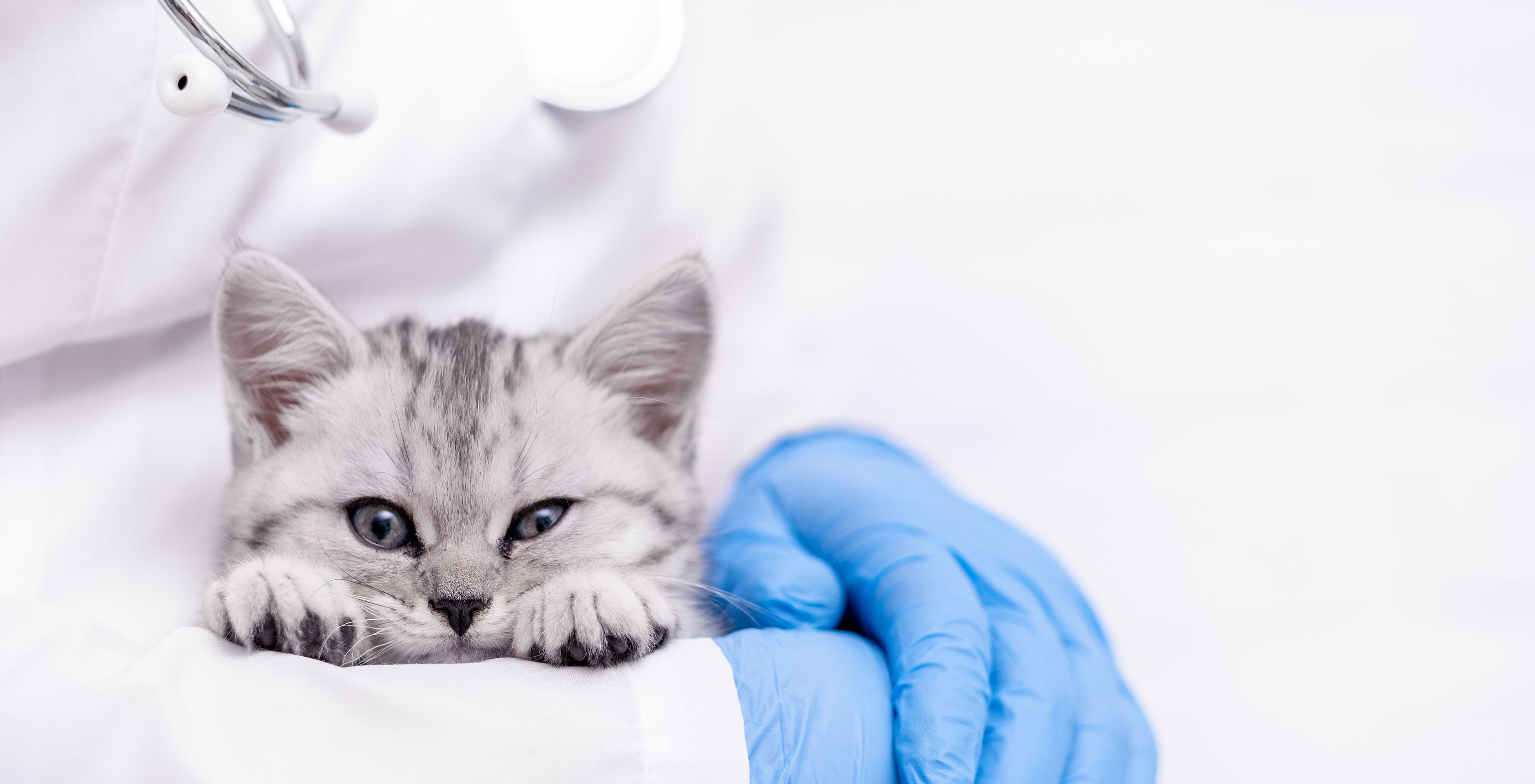 Banner Veterinarian doctor with small gray Scottish kitten in his arms in medical animal clinic. Copyspace for text Banner Veterinarian doctor with small gray Scottish kitten in his arms in medical animal clinic. Copyspace for text