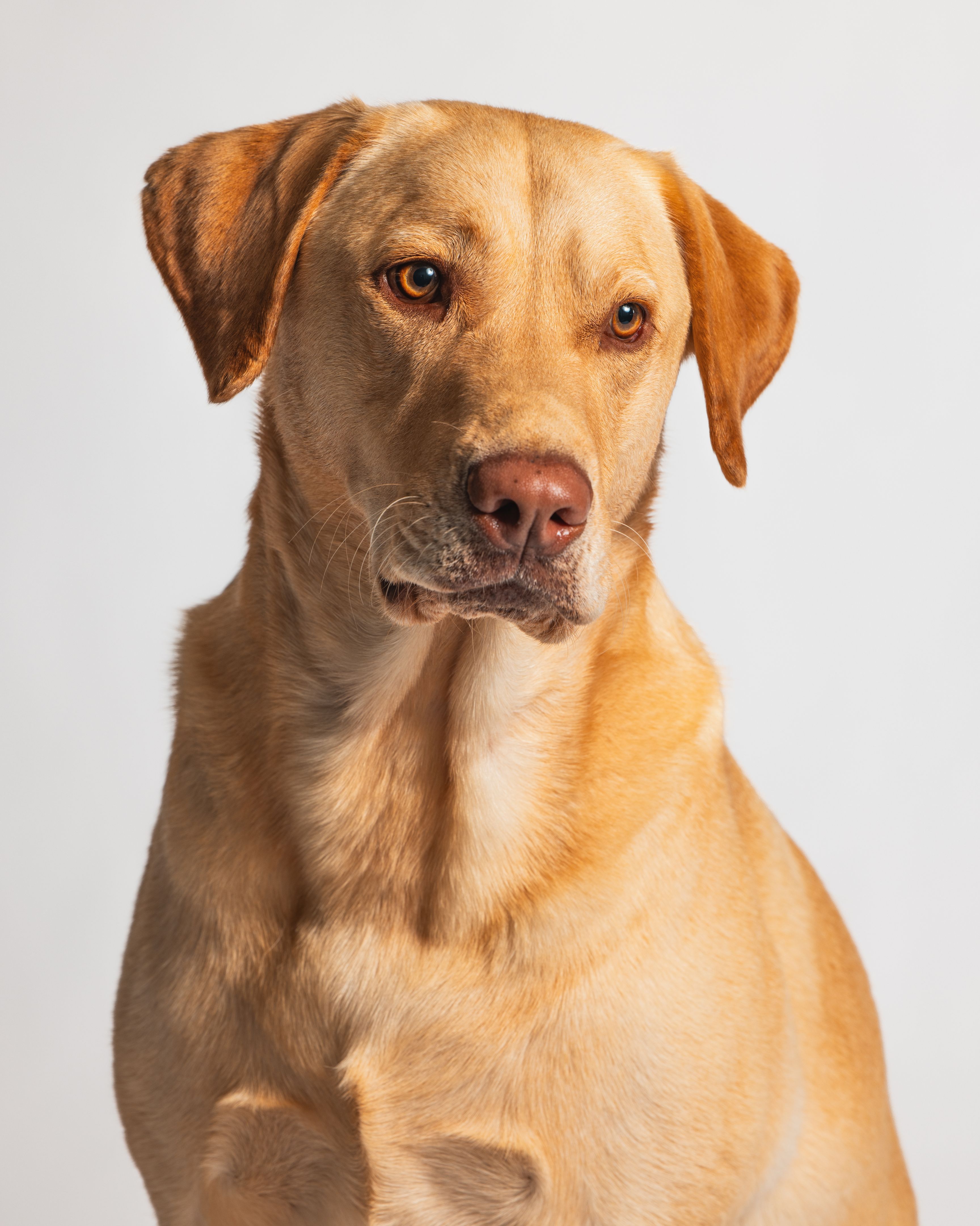 yellow labrador
