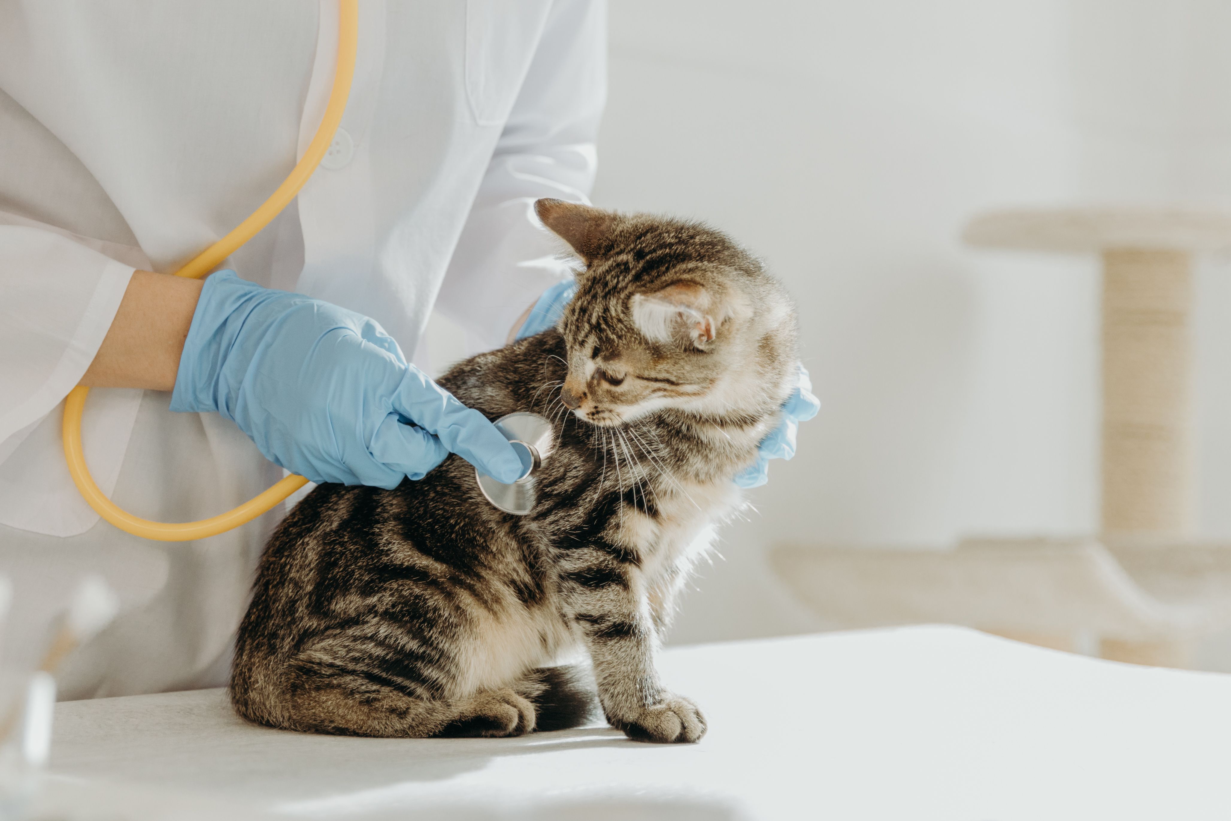 veterinarian with pet