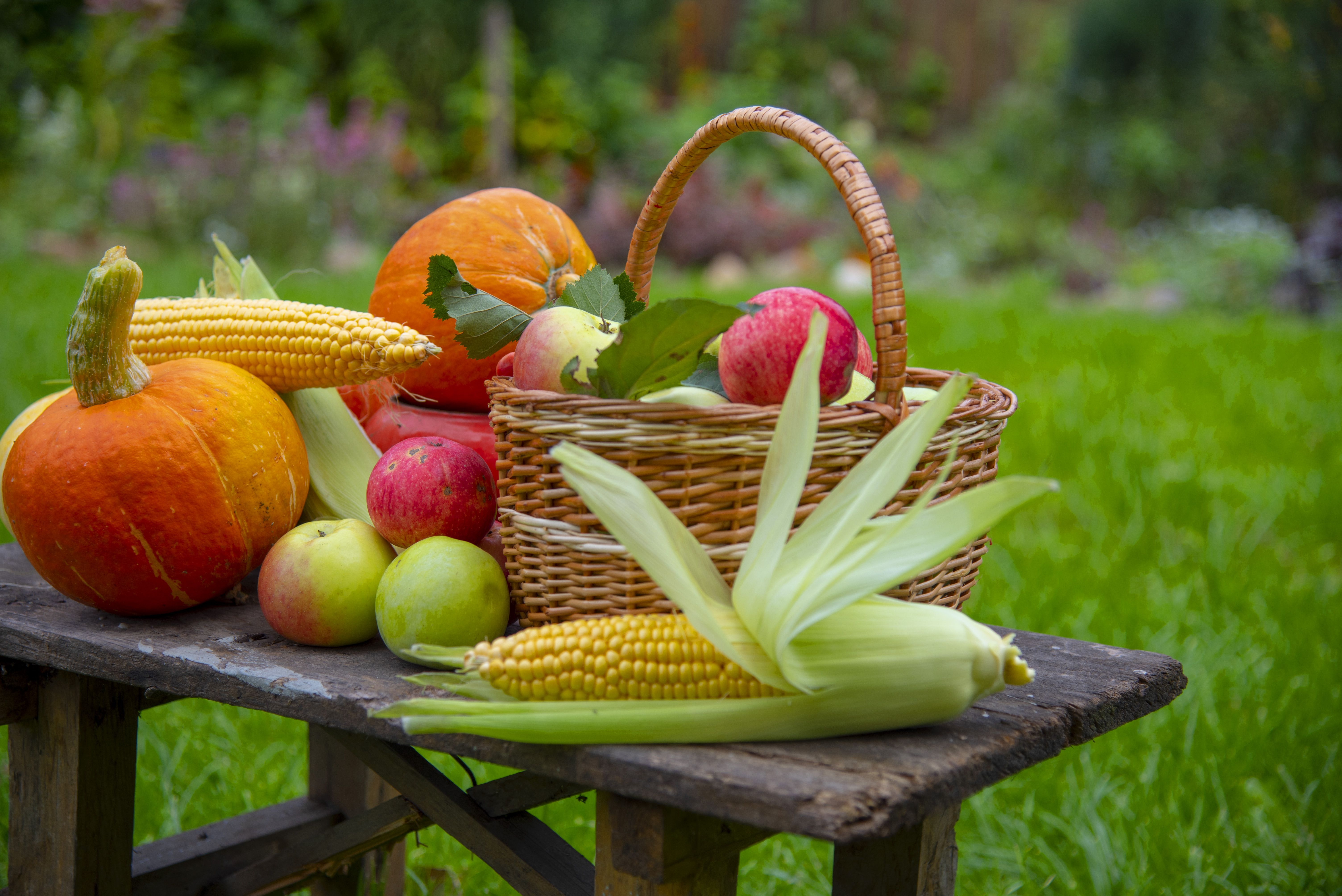 Bright pumpkins , juicy apples, corn are lying on an old wooden bench in the garden.