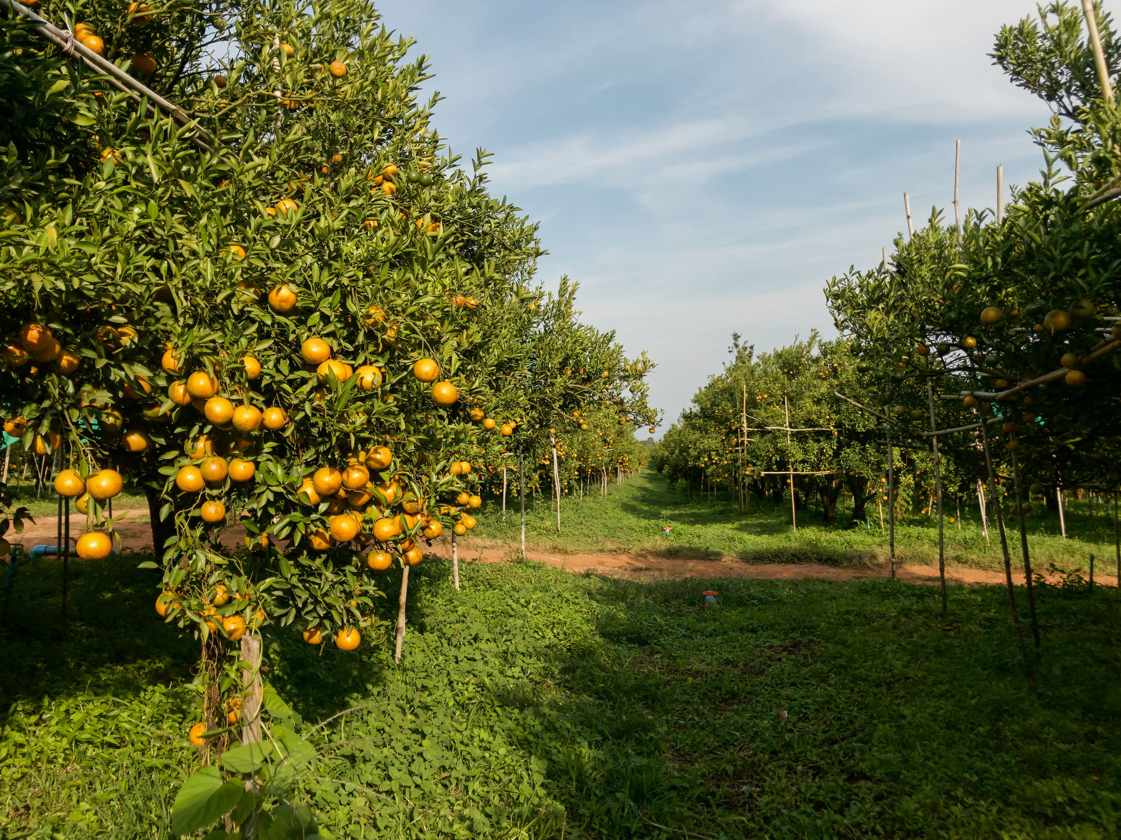 Orange farm ready to harvest