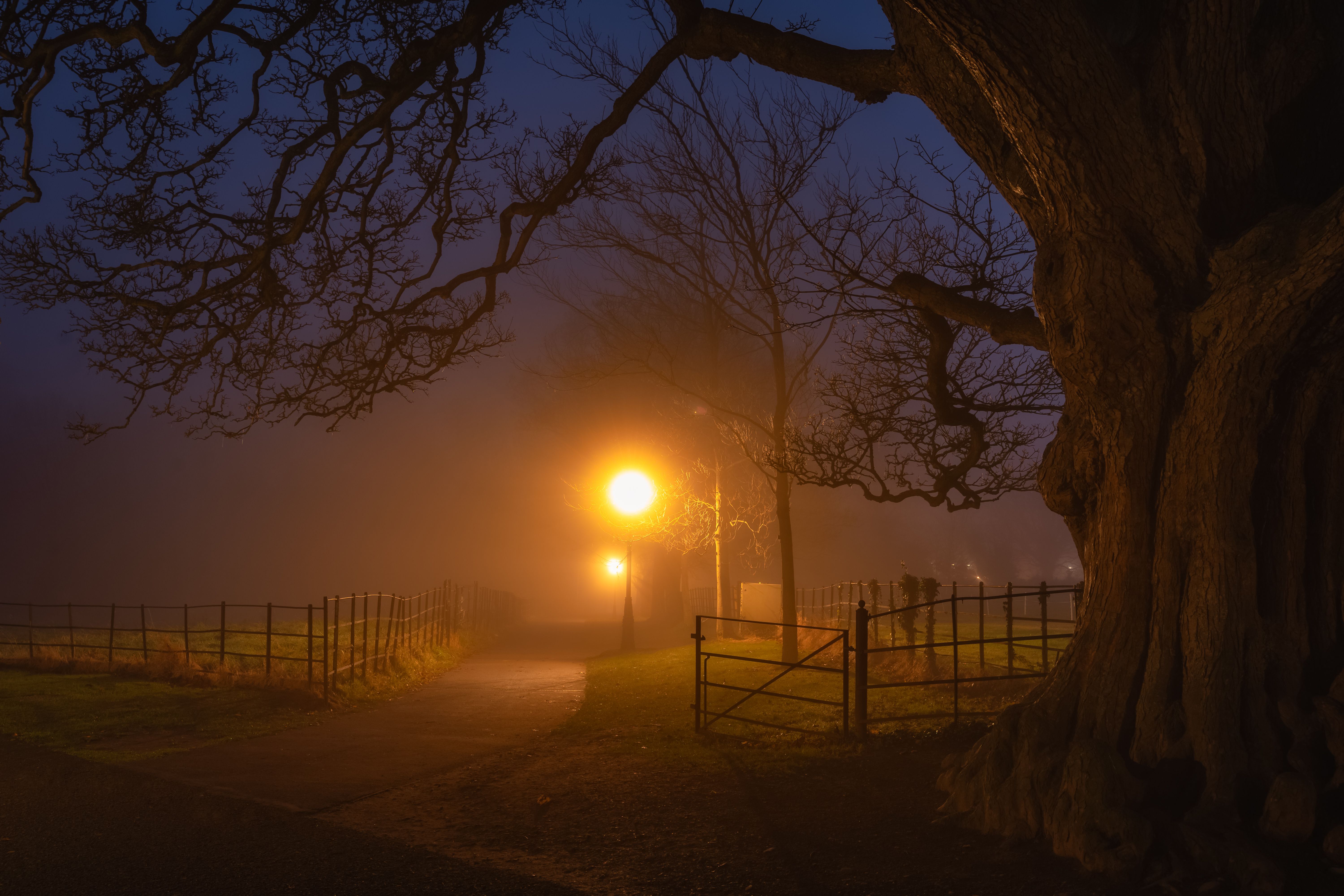 Footpath and gate illuminated by street lamps in thick fog at night. Silhouette of beech tree in Phoenix Park, Dublin