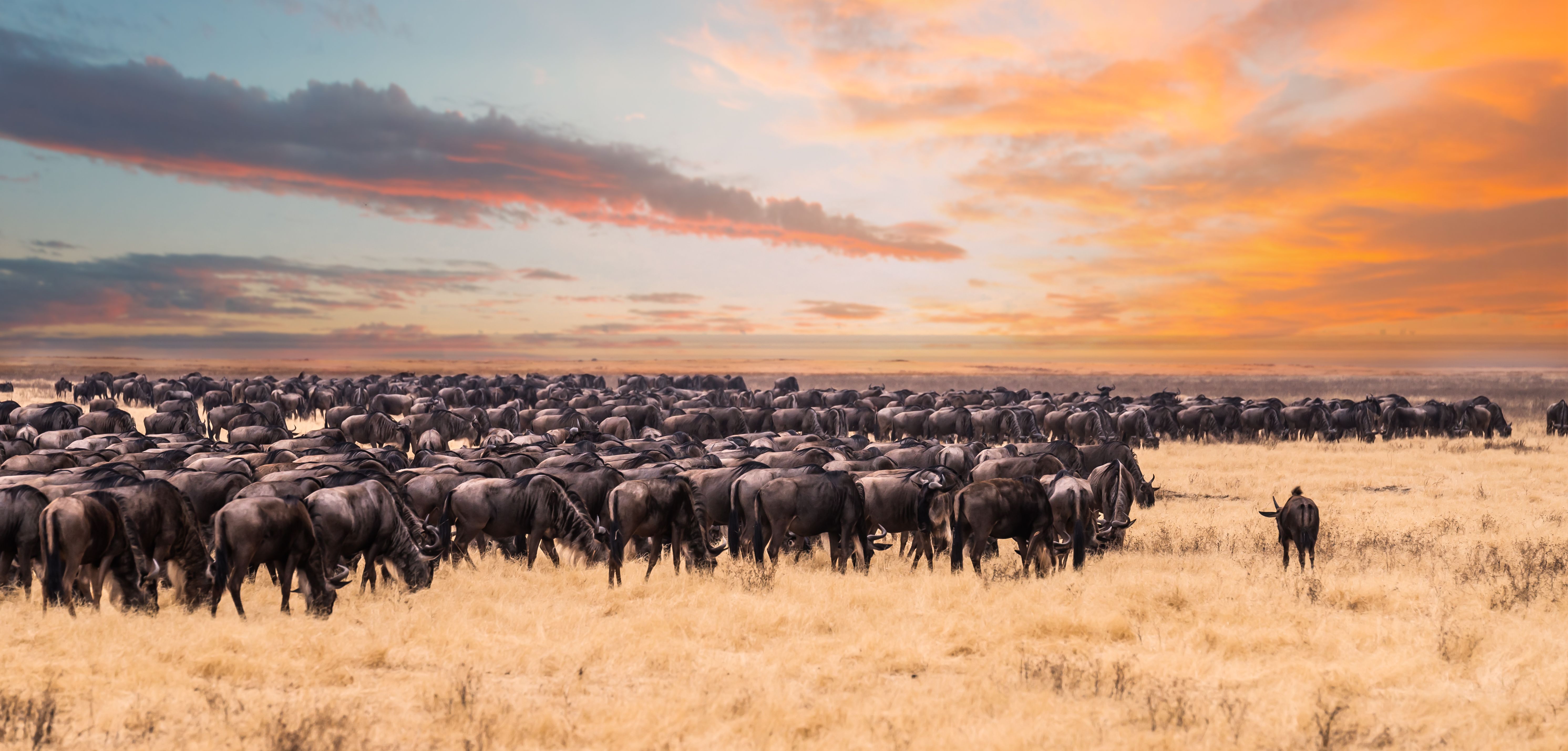 serengeti migration