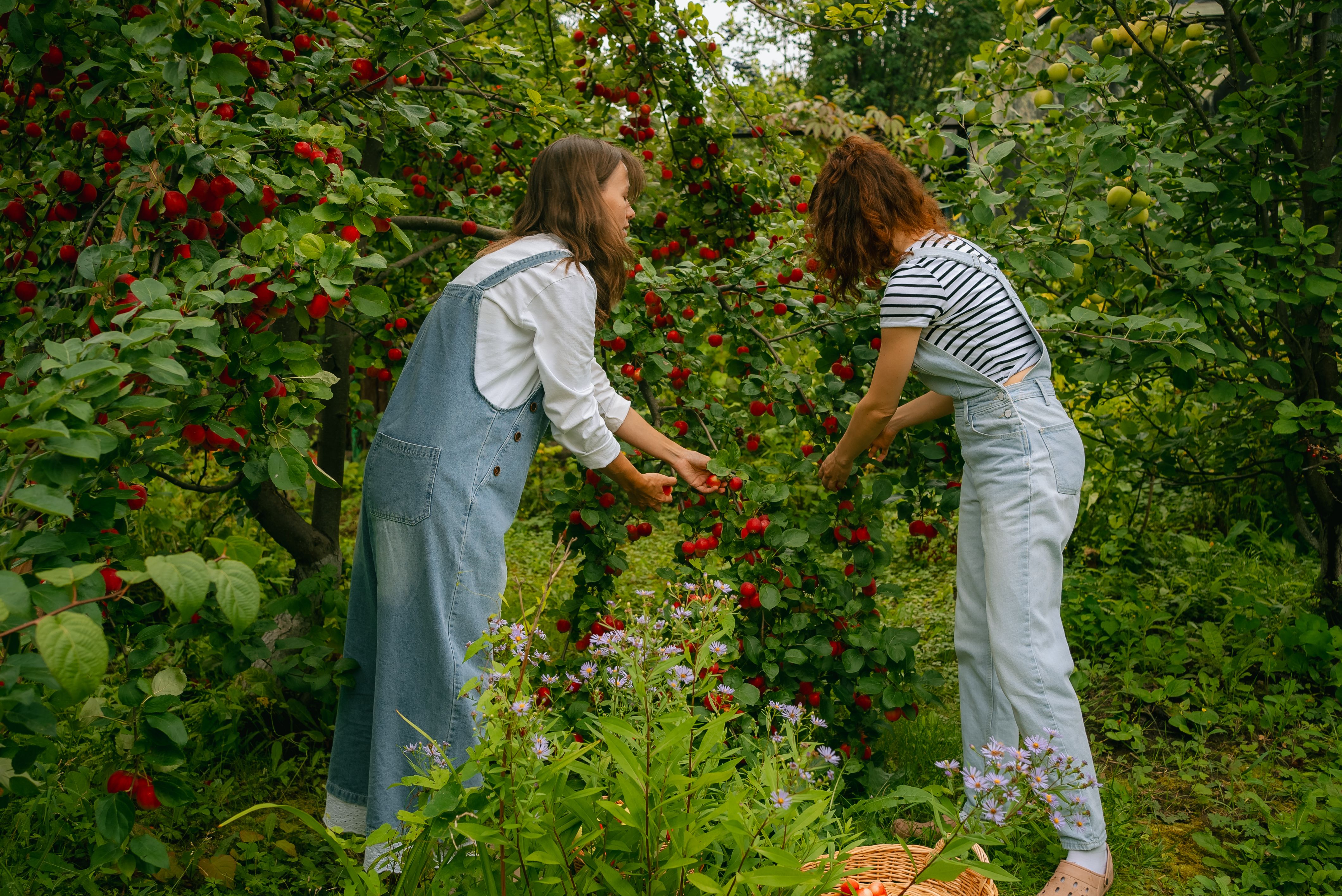 orchard sustainability