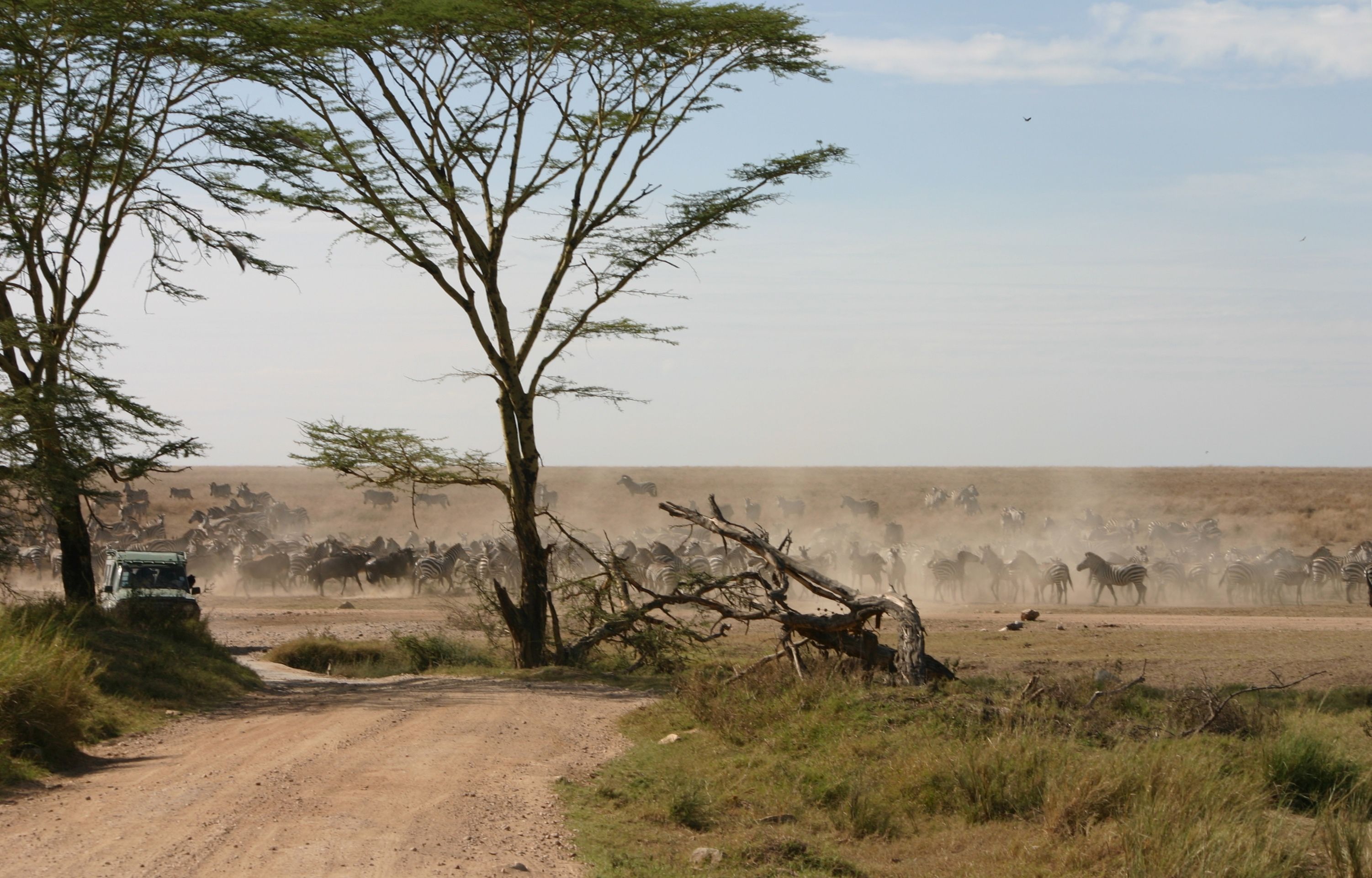 variety cars Kenya