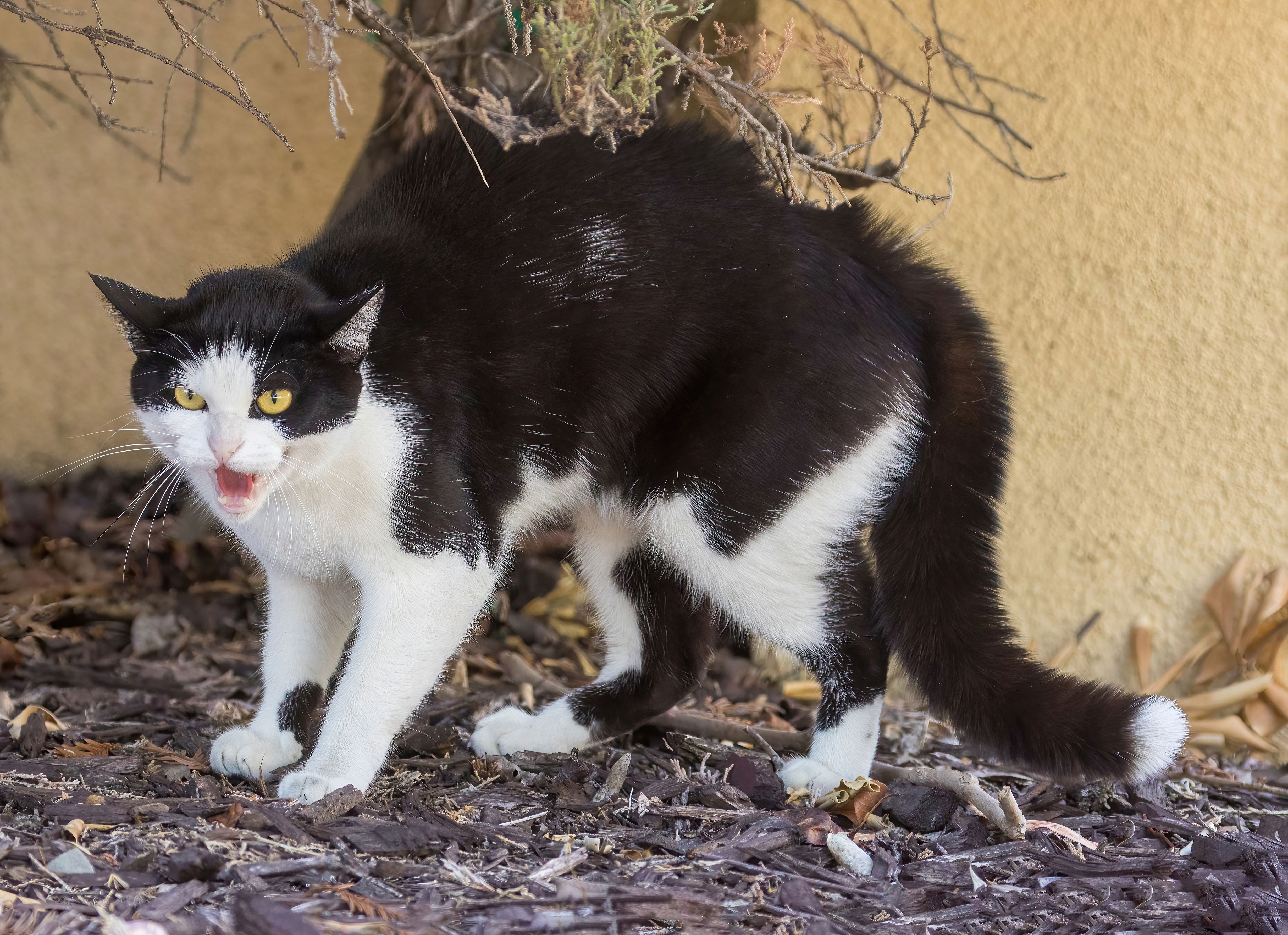 Golden-eyed Tuxedo Cat Hissing and Arching Back in Displeasure. Golden-eyed Tuxedo Cat Hissing and Arching Back in Displeasure.