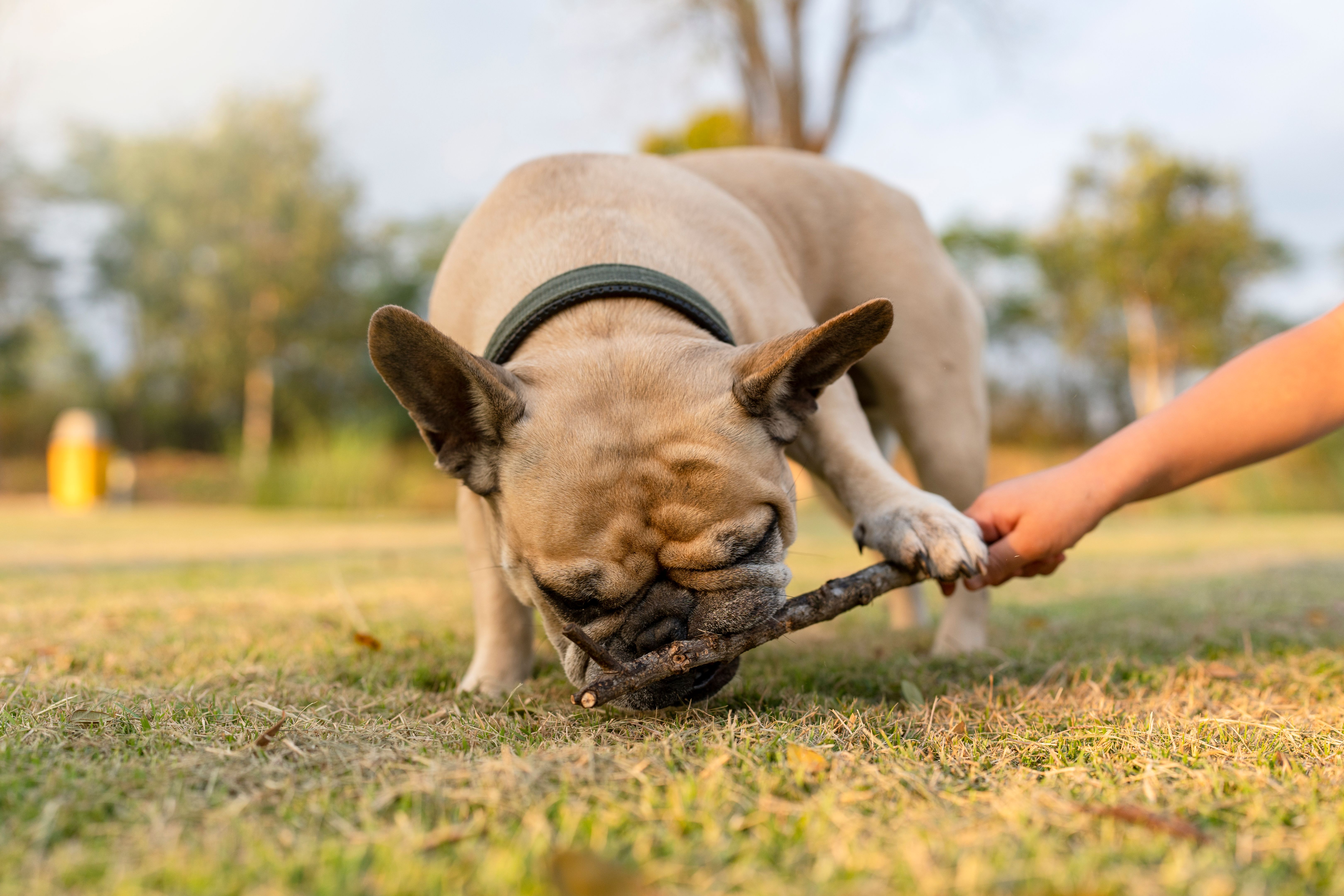 Active french bulldog biting twig at grass field. Walking the dog outdoor.