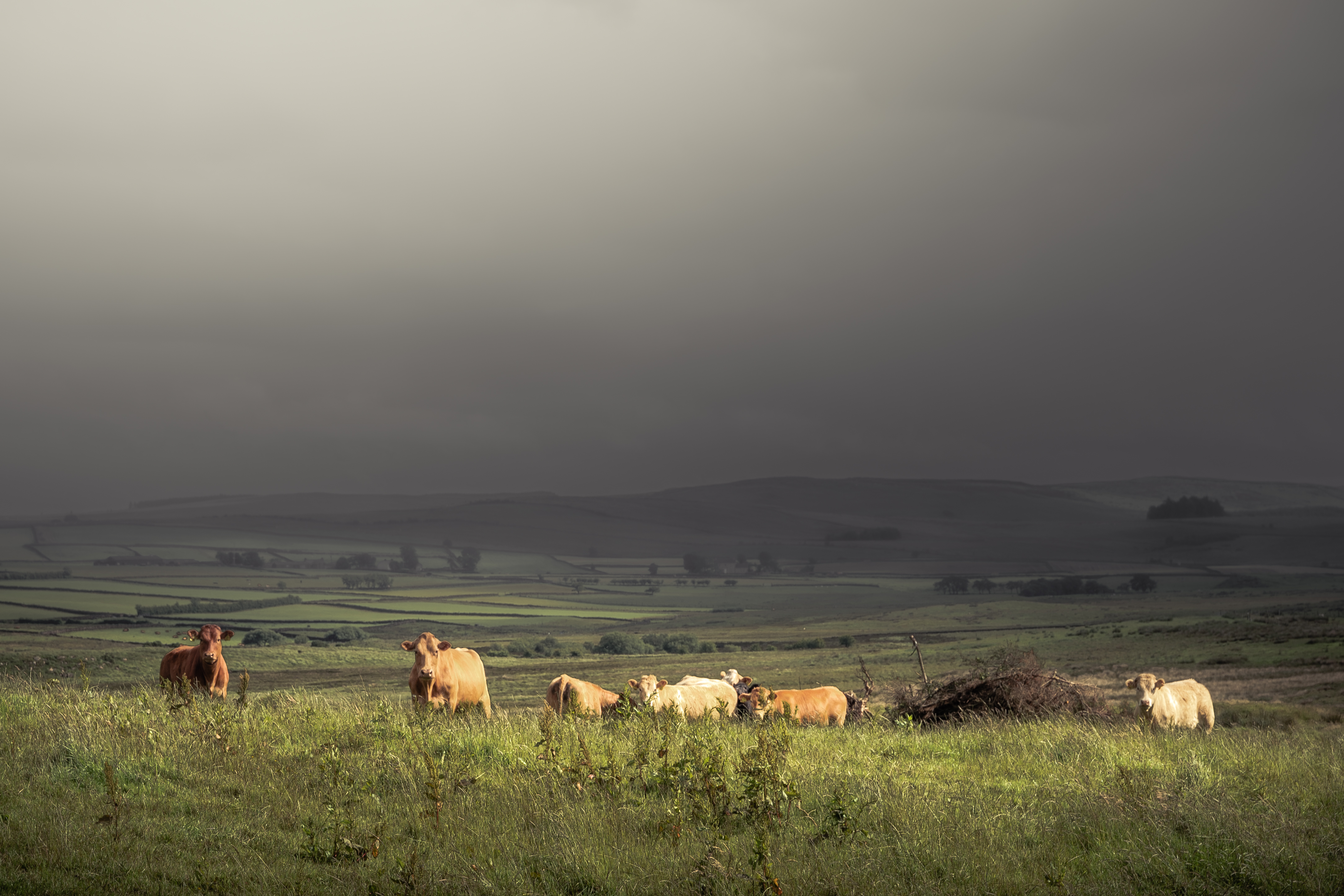Cows standing in grassy field on a hill. under moody dark sky