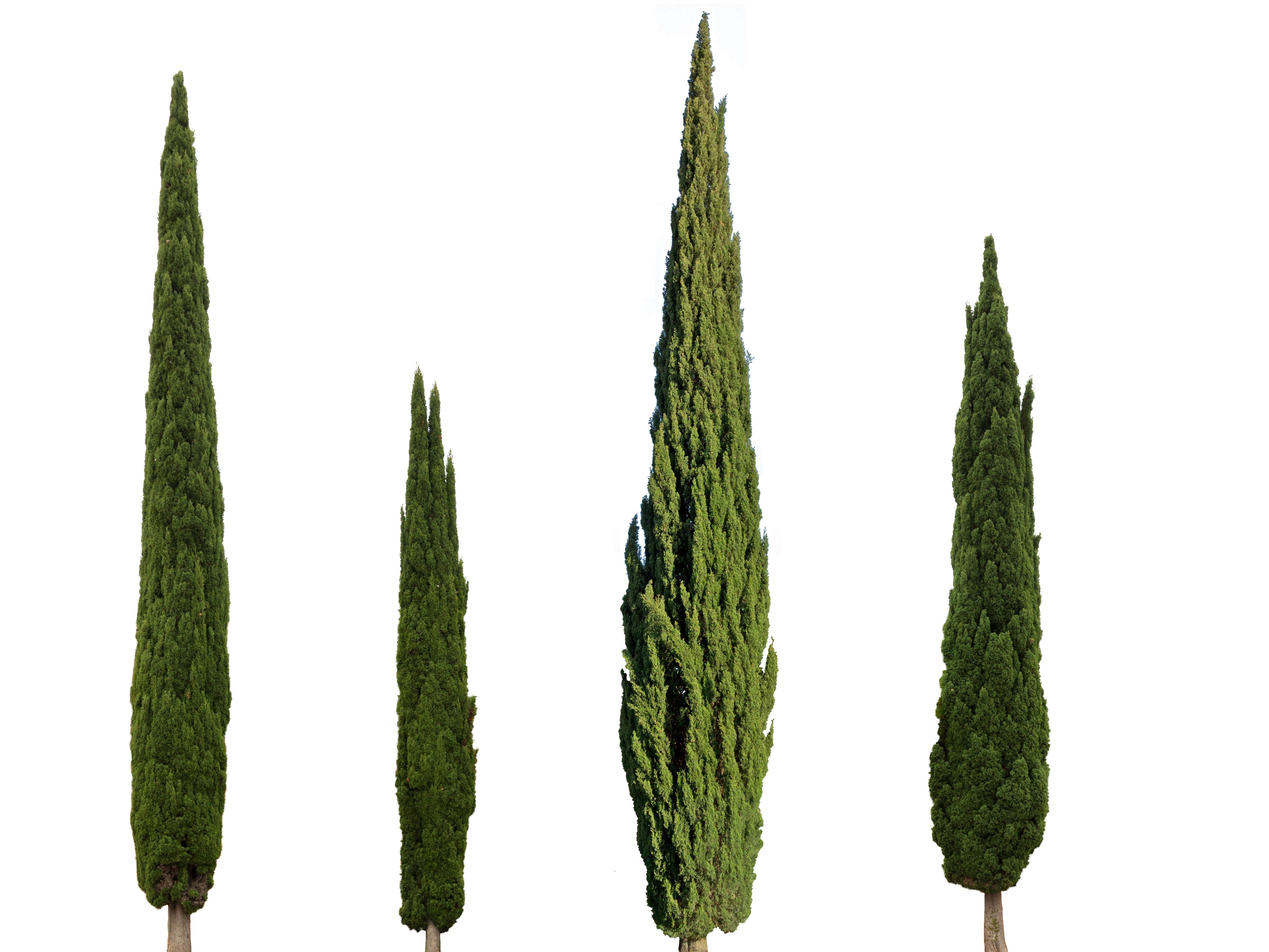 cypress trees