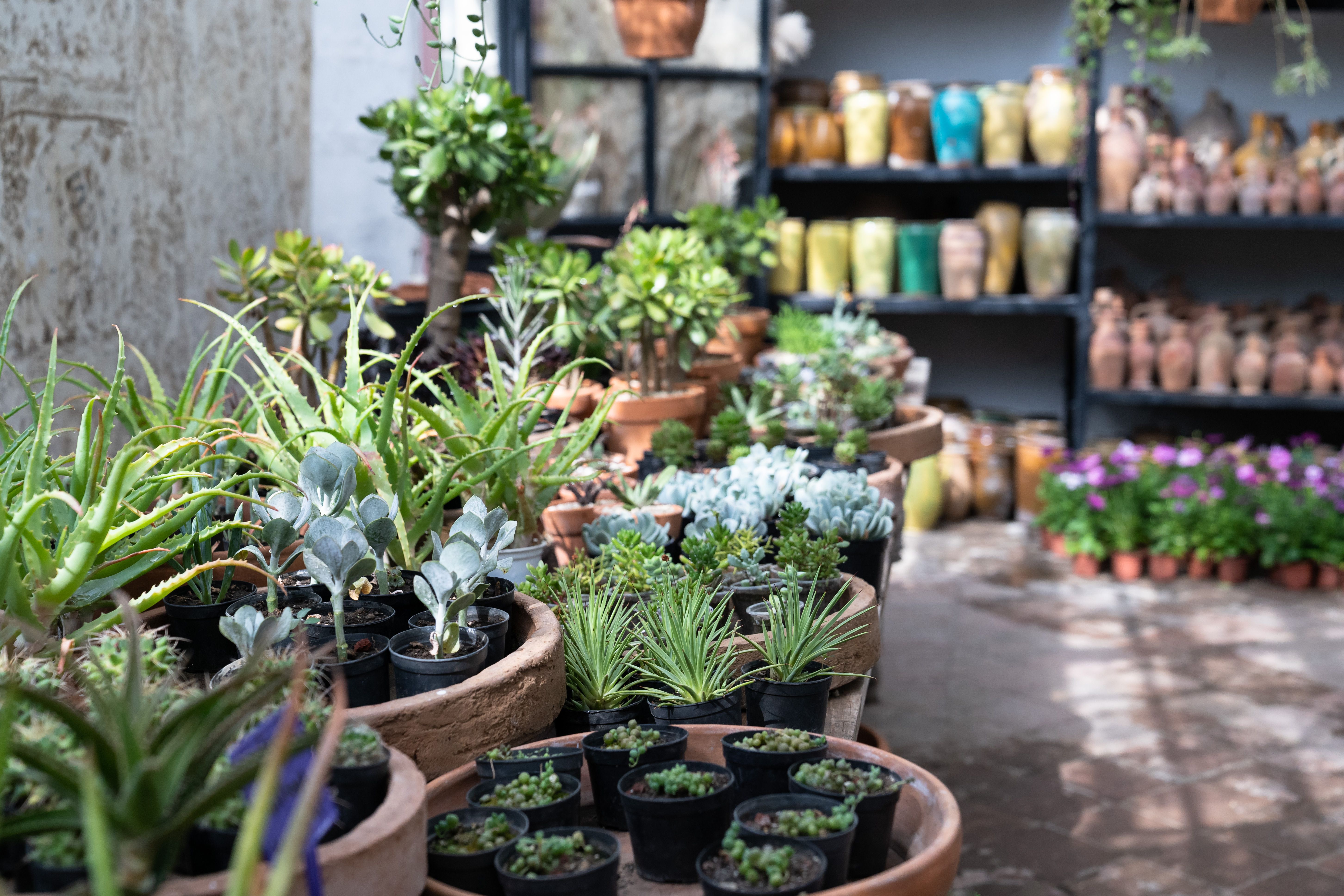 Plant shop with houseplants potted succulents on table in foreground and glass vases on shelf
