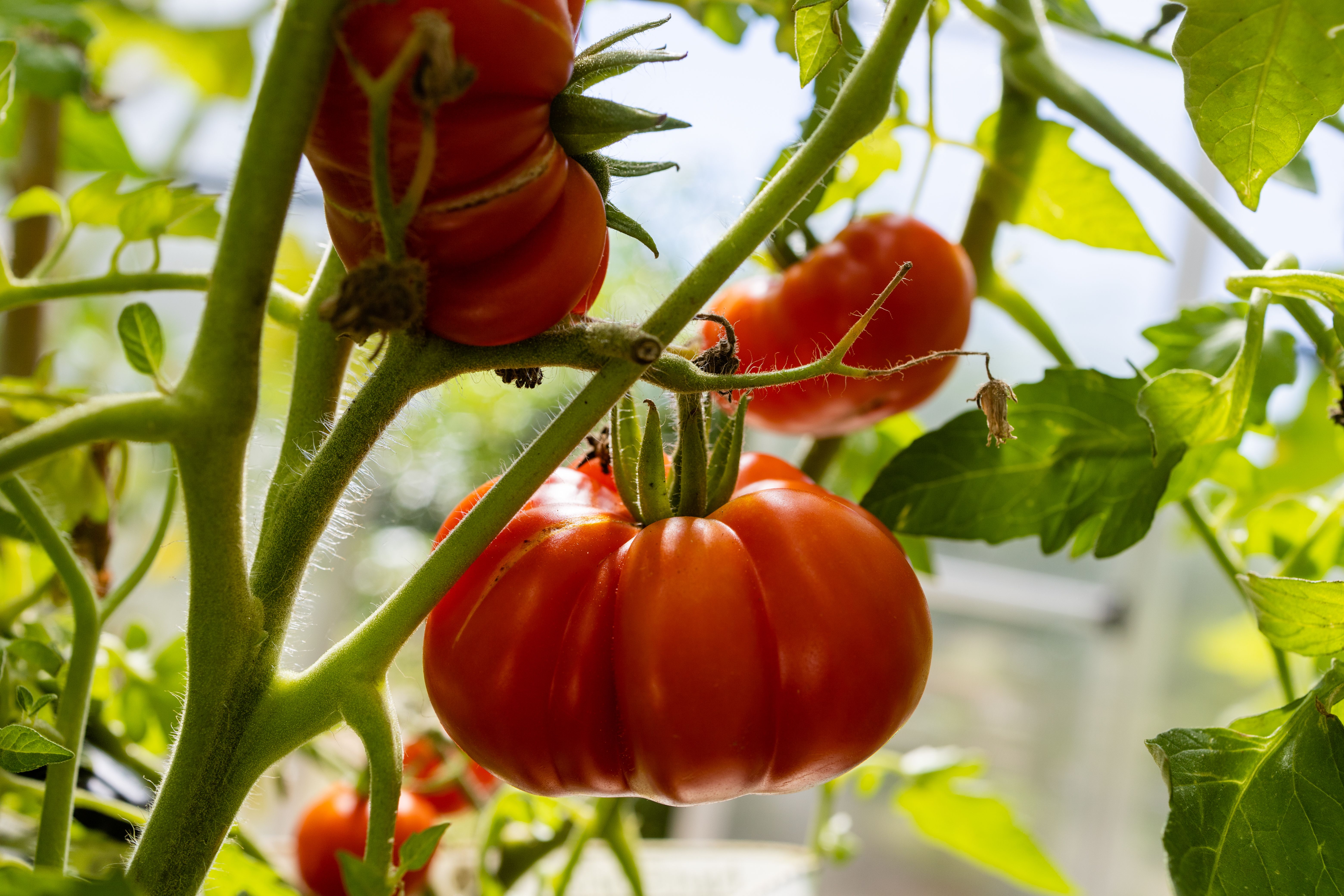 heirloom tomatoes