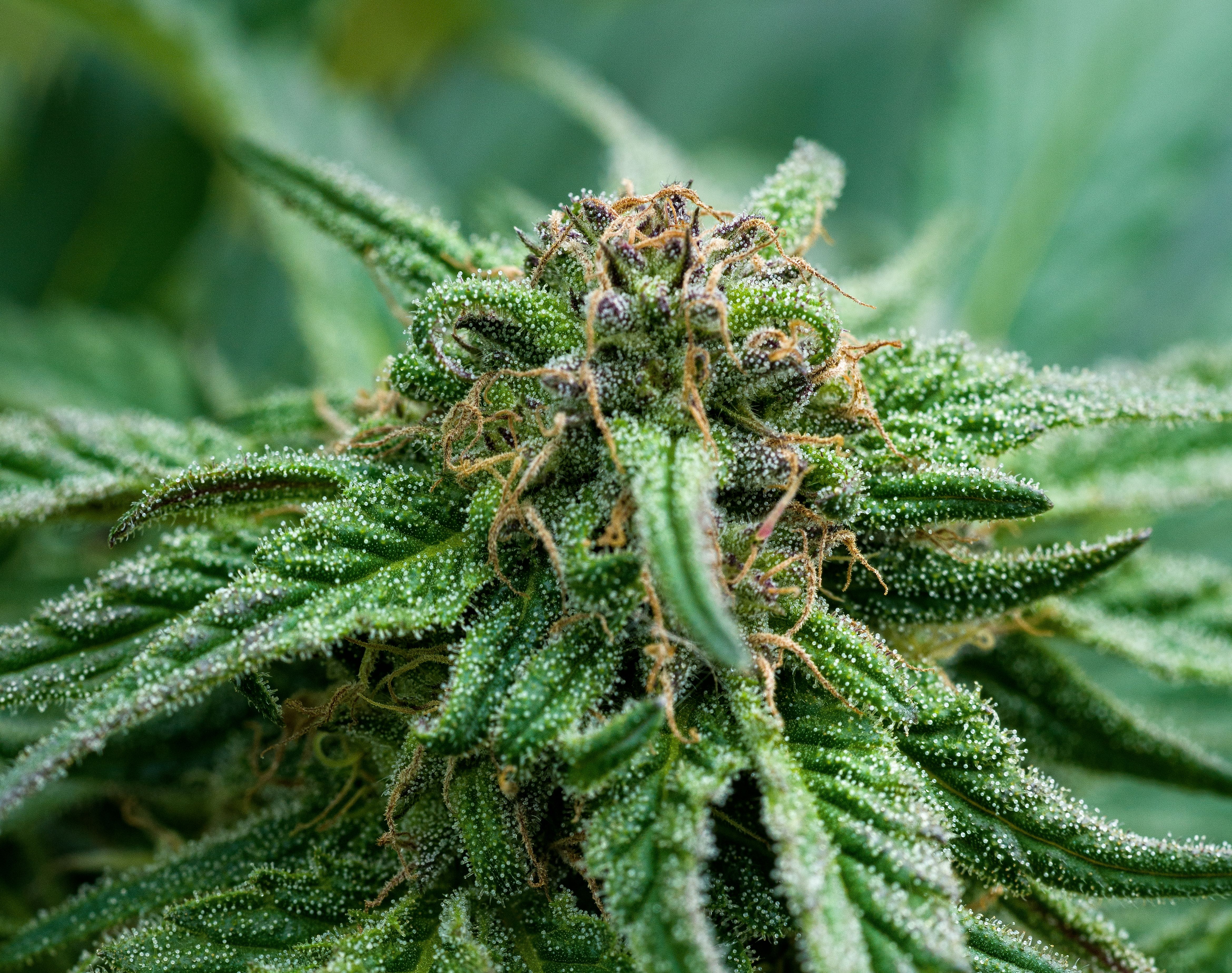 Marijuana Plant Cultivation