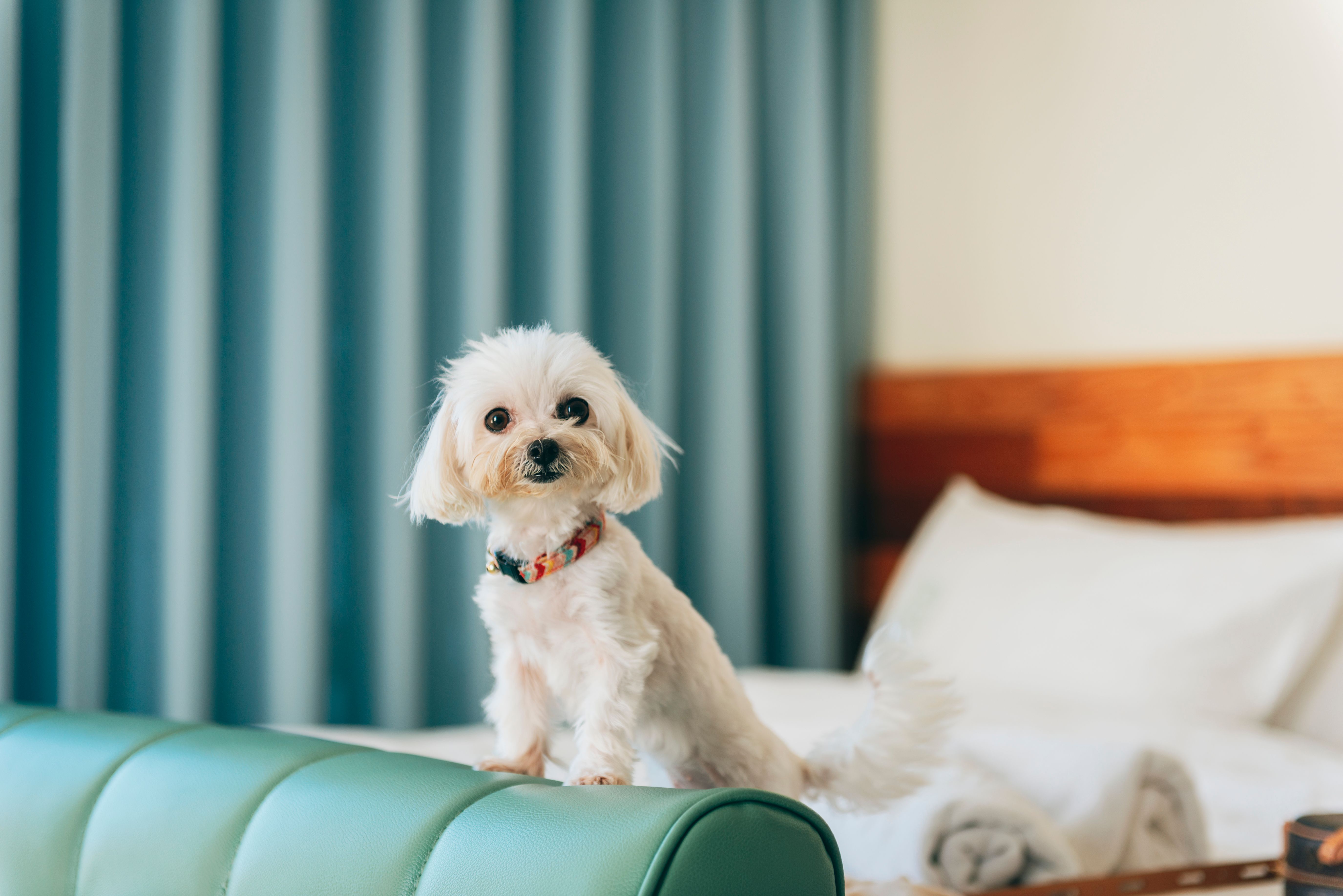 pet-friendly accommodation