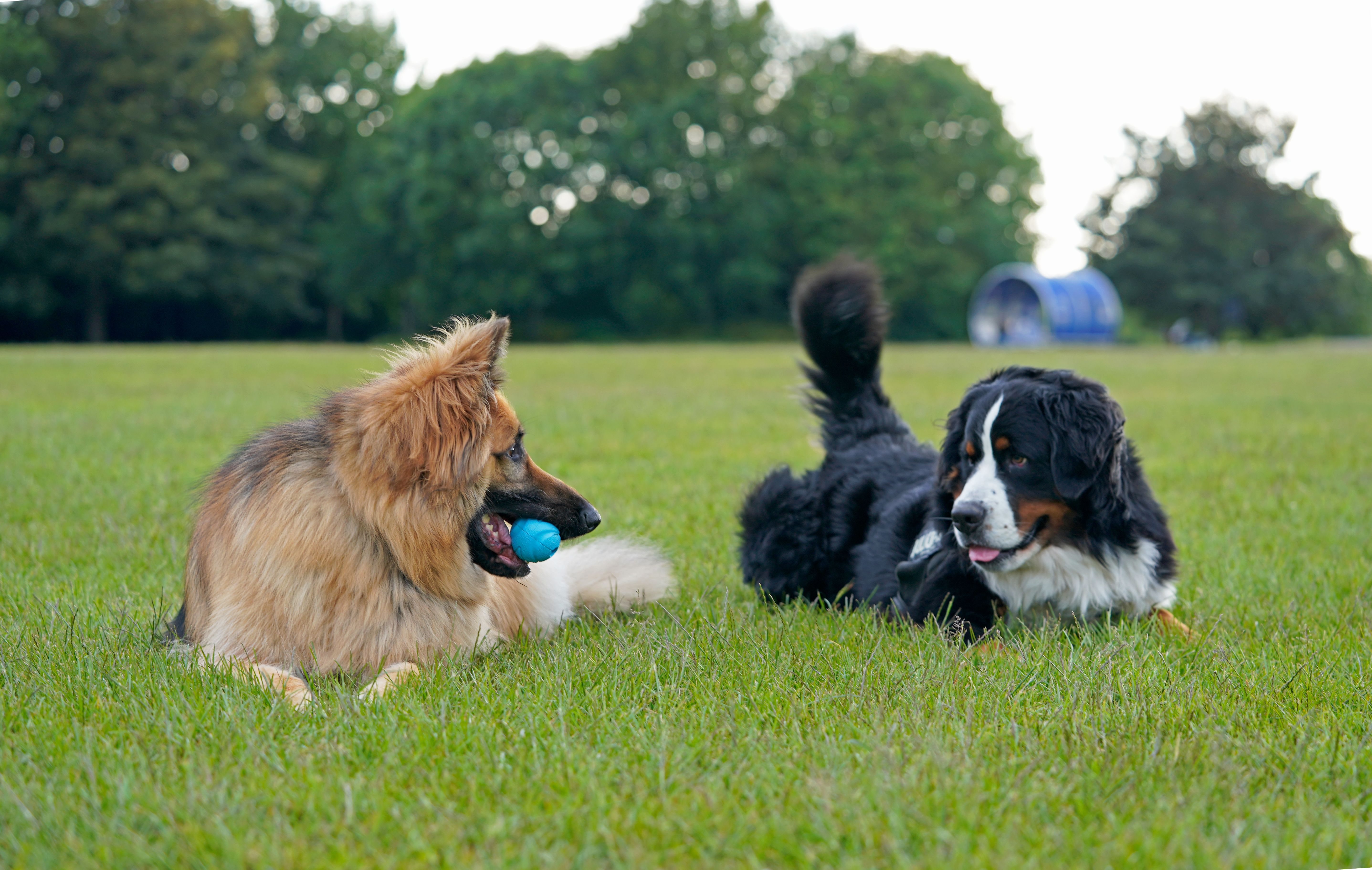 dog park Europe