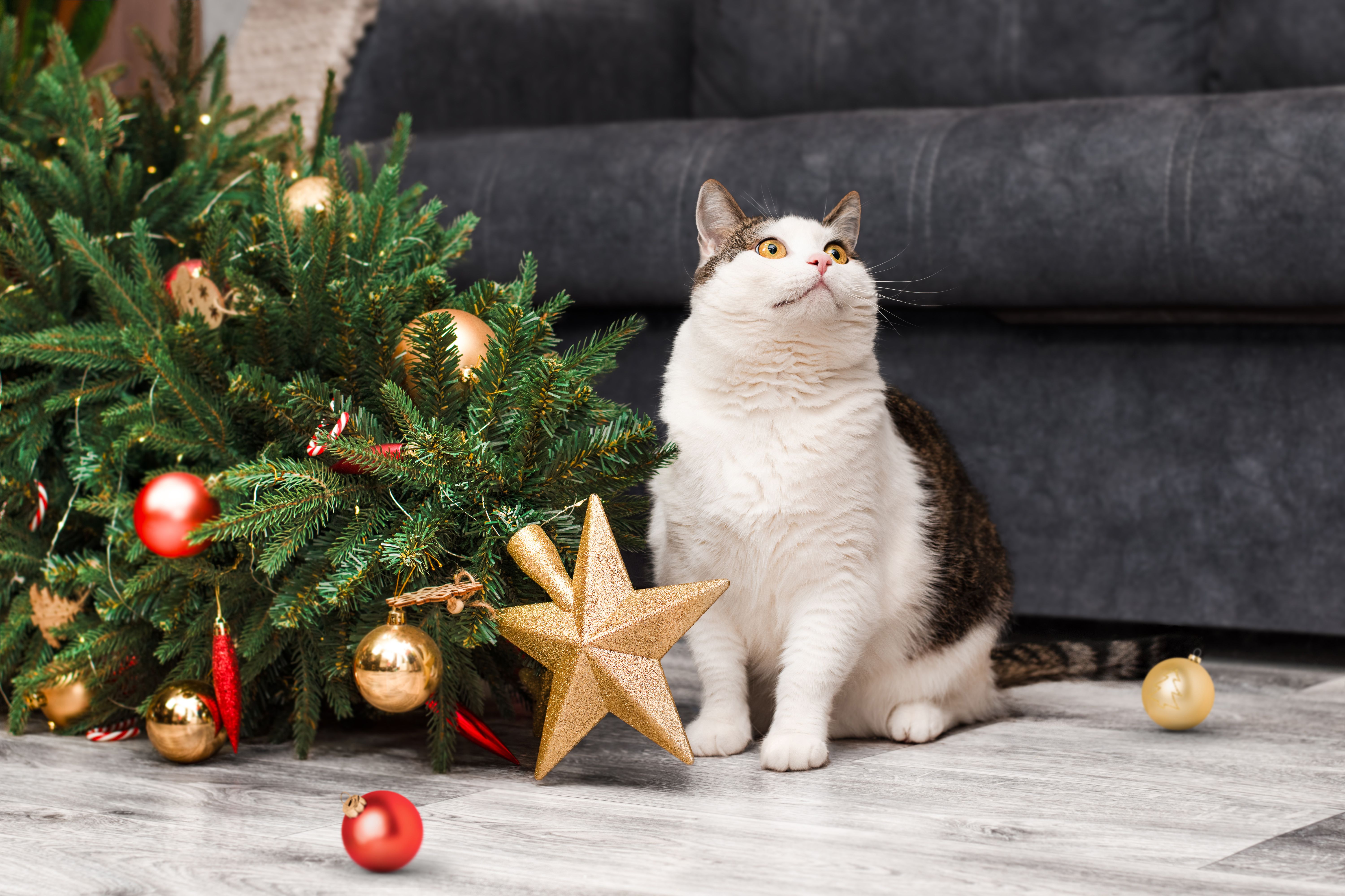 Sweet white and grey cat looking up at its human while sitting next to the golden star Christmas tree topper of a tree that tumbled to floor likely due to the cat!  Happy Holidays from Train Station Pest control for the Phoenix. North Valley