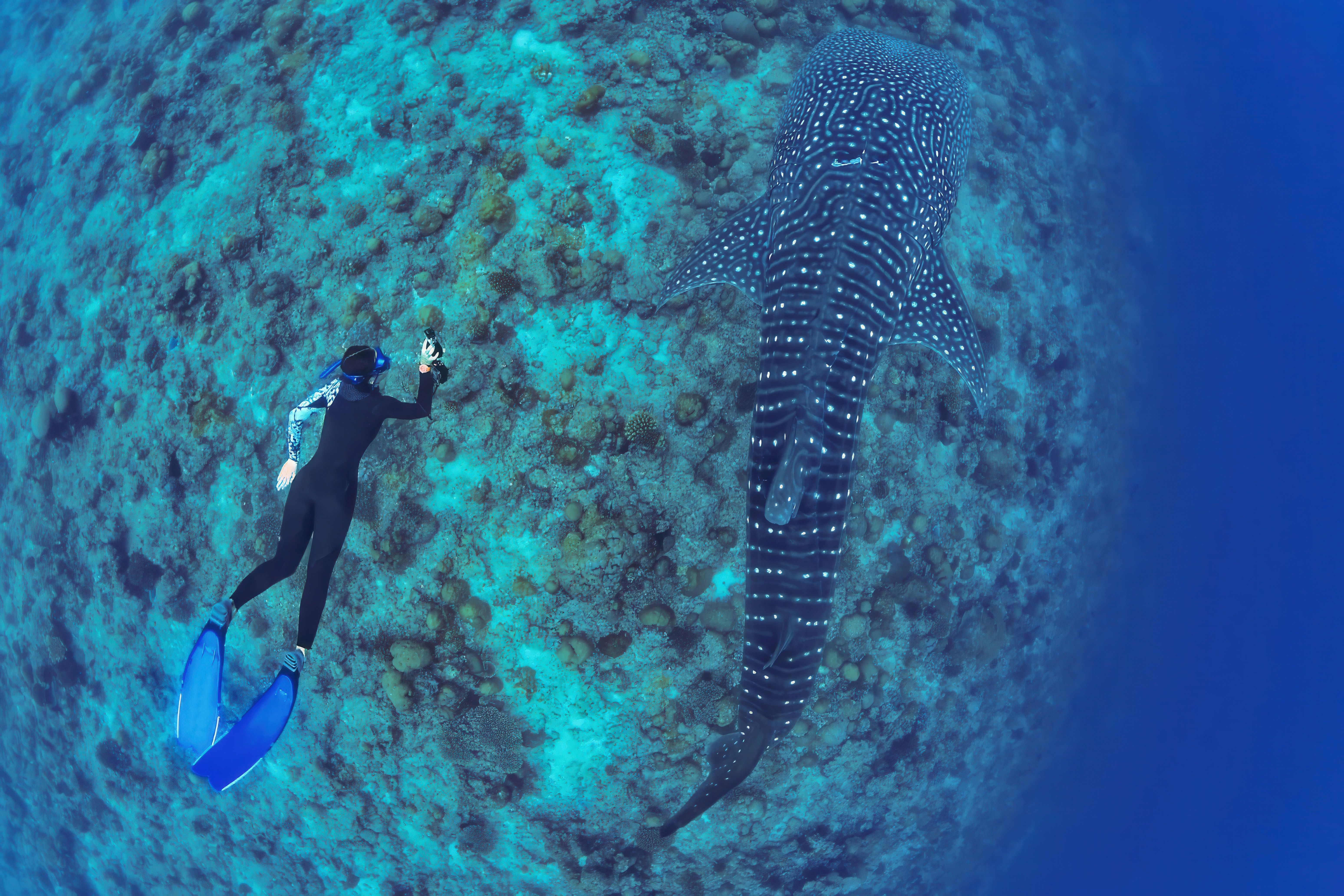 Free diver and whale shark (Maldives) Free diver and whale shark (Maldives)