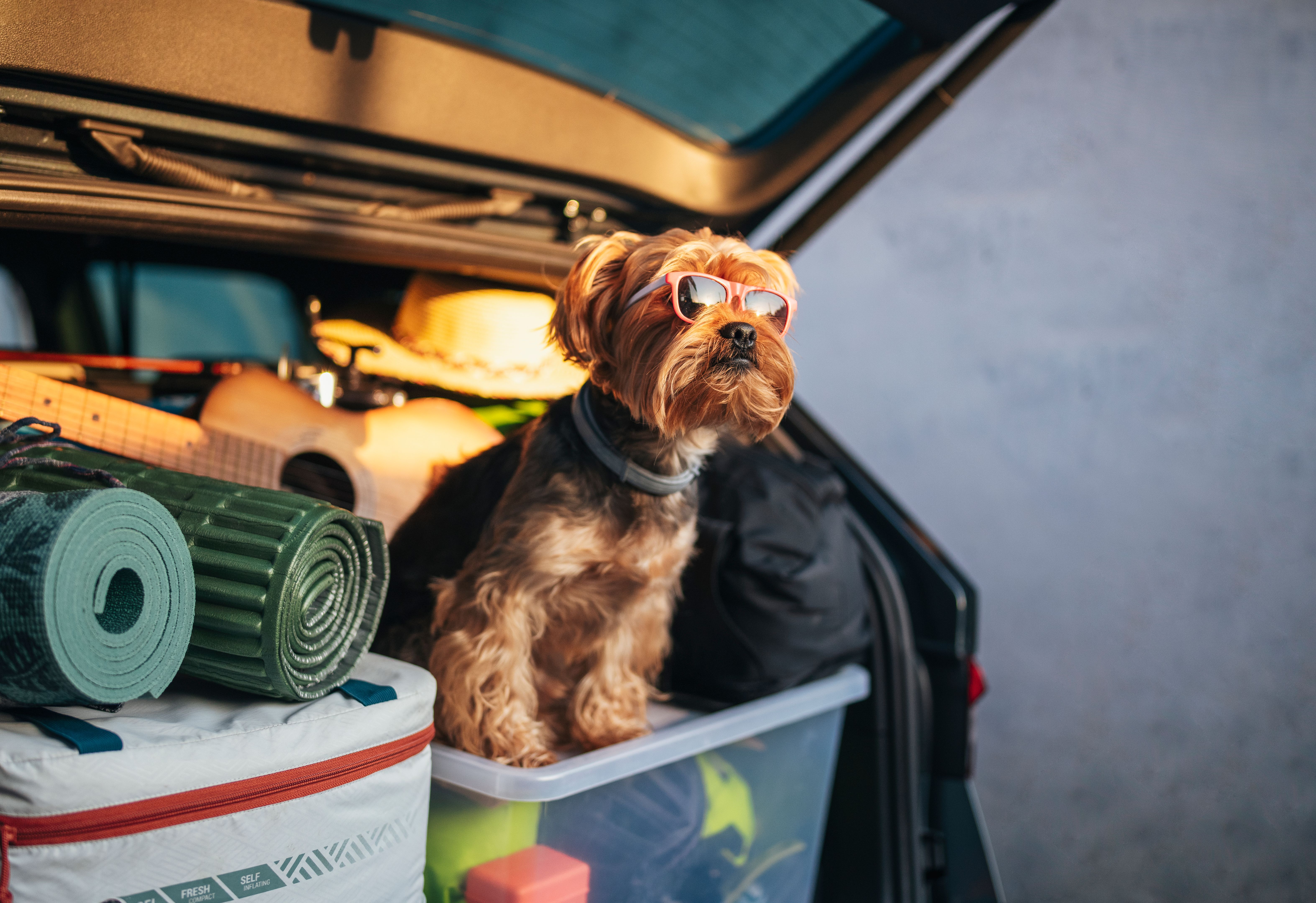 Cute terrier ready for adventurous road trip.