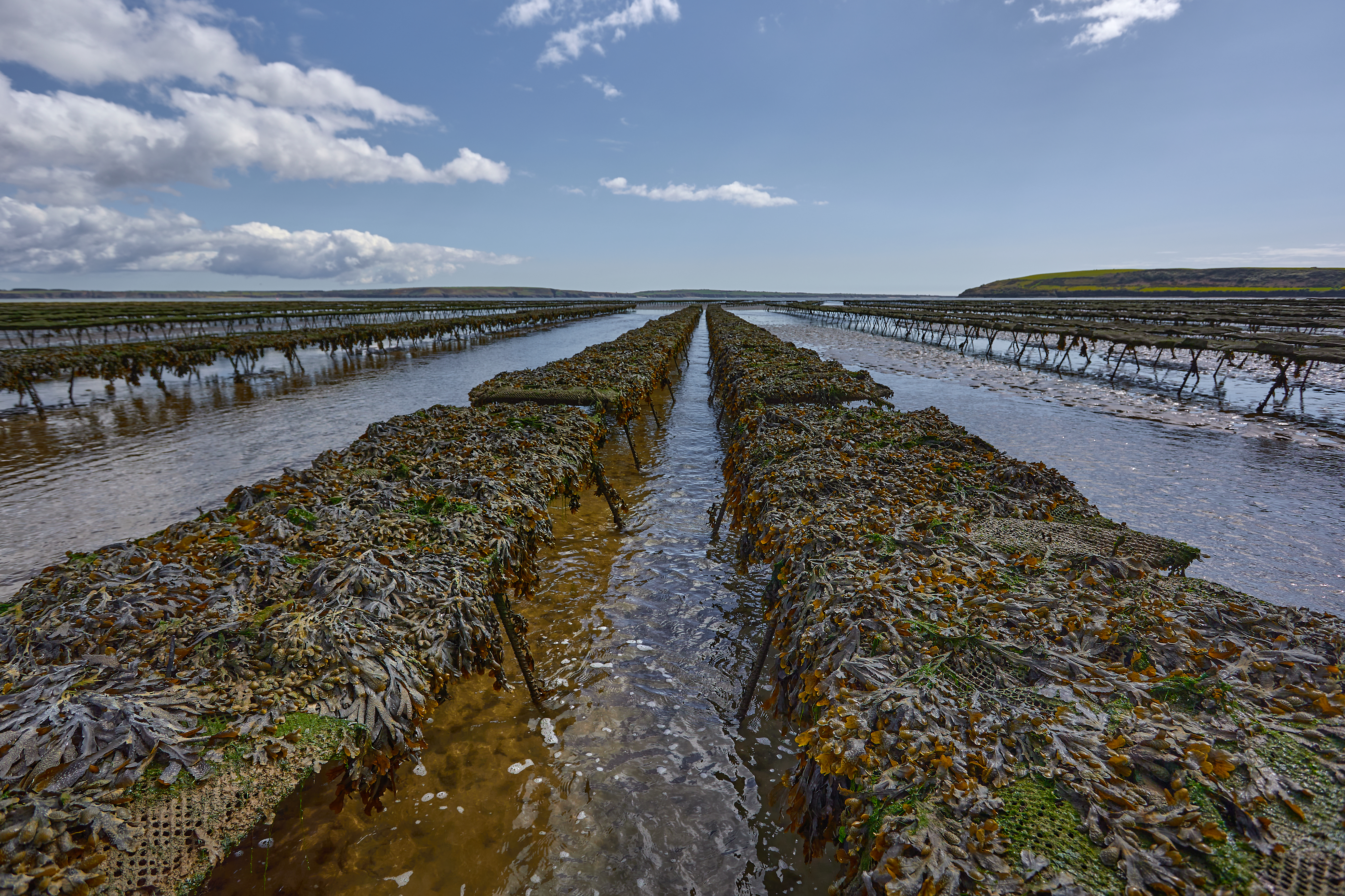 Woodstown Beach, Waterford, Ireland. some Oyster and seafood farm on the beach.