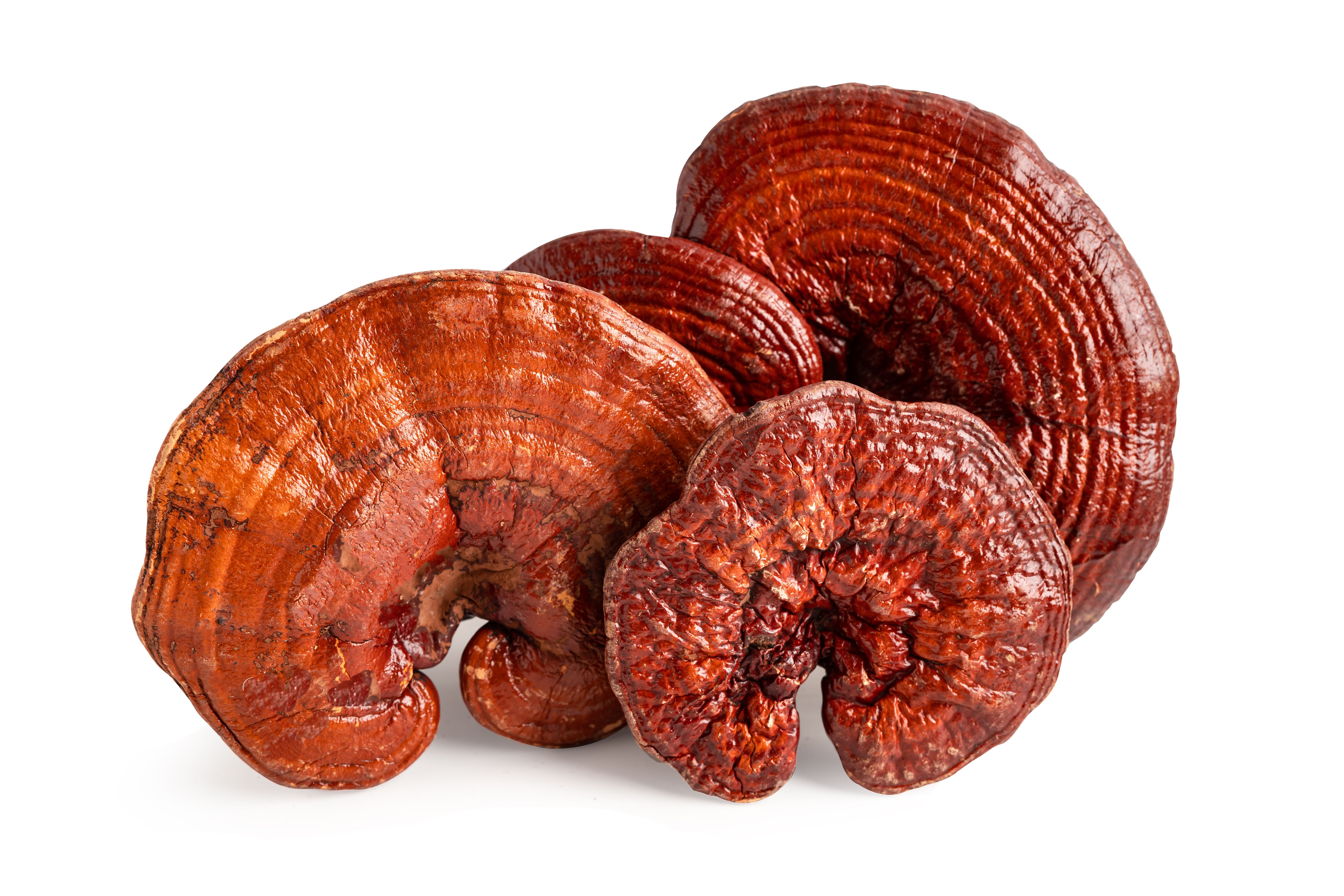 reishi mushrooms