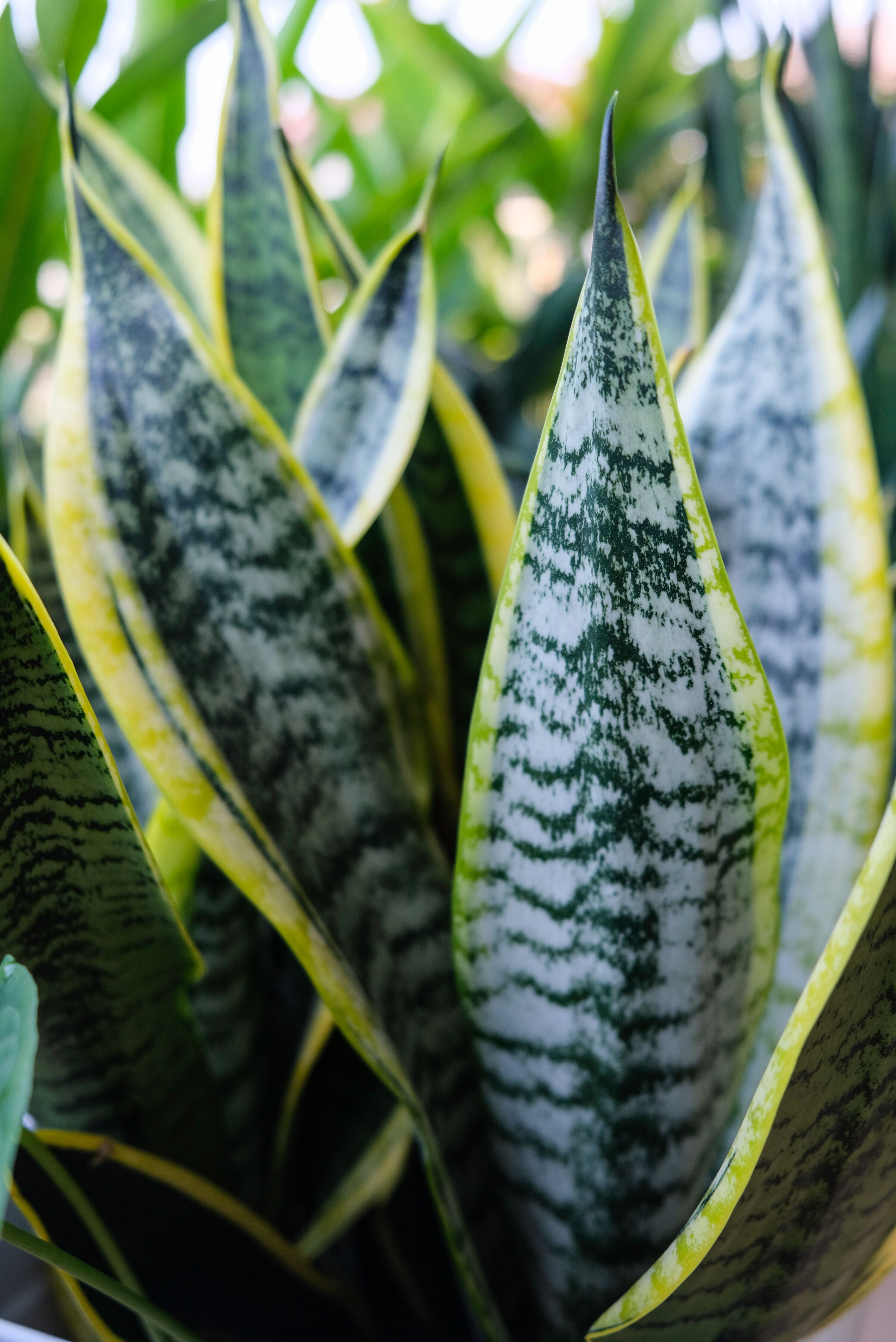 planificacion futura