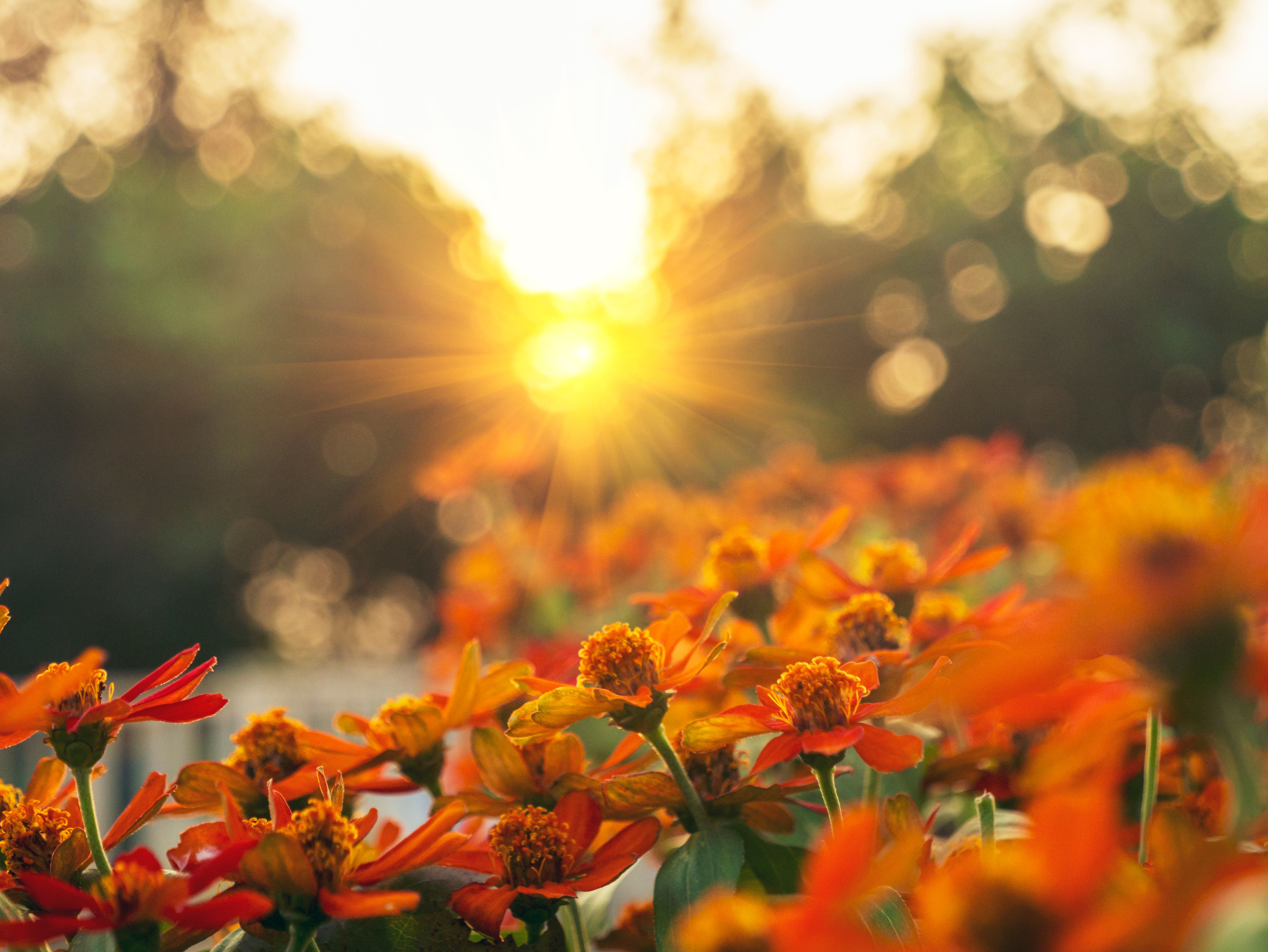 Vibrant orange flower floral soft nature sunbeam blossom in green garden morning time background. Sunbeam shining over orange red blooming park spring season. Sunny Petals blossom beautiful garden Vibrant orange flower floral soft nature sunbeam blossom in green garden morning time background. Sunbeam shining over orange red blooming park spring season. Sunny Petals blossom beautiful garden