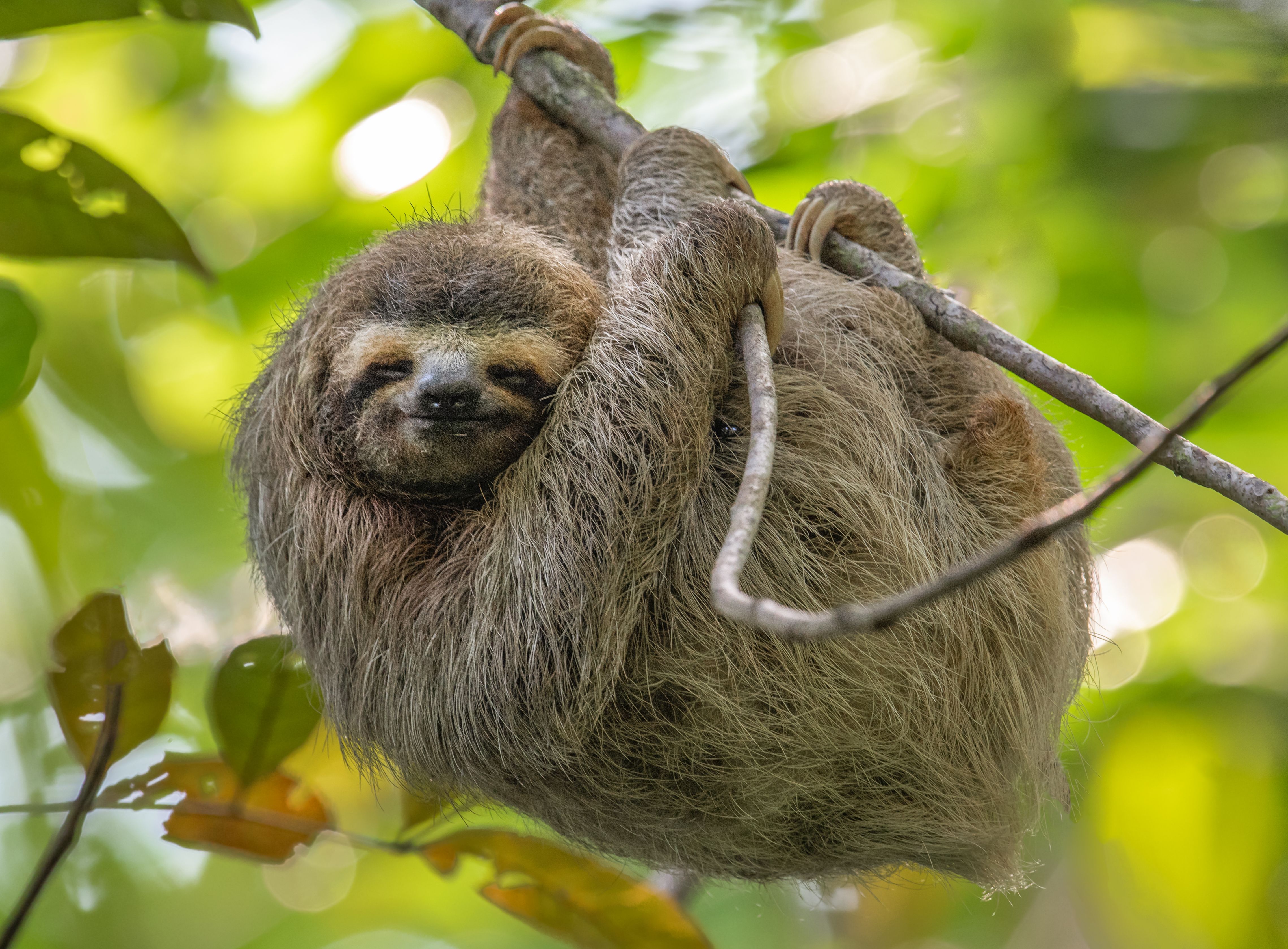 sloth costa rica
