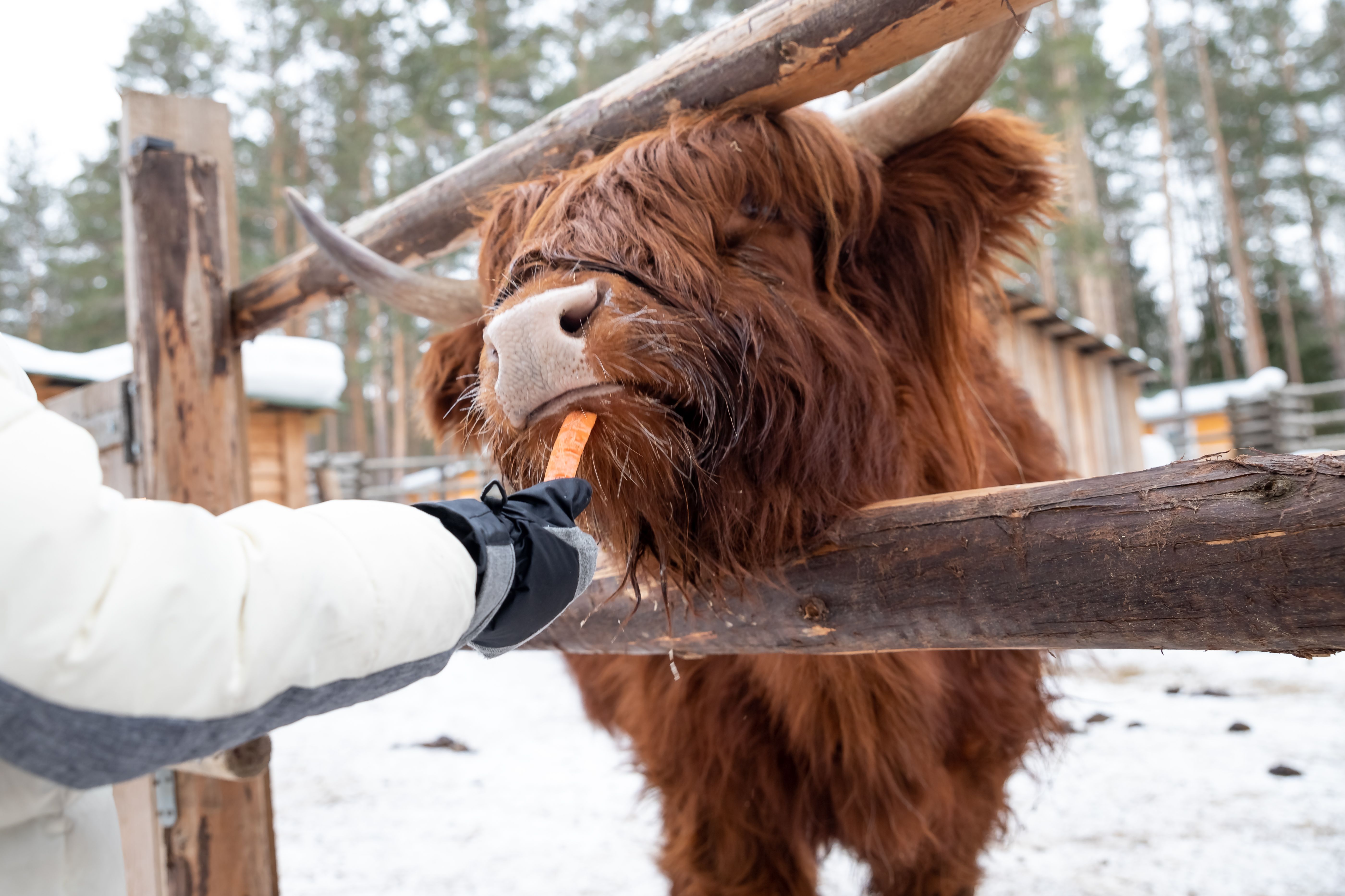 highland cattle care