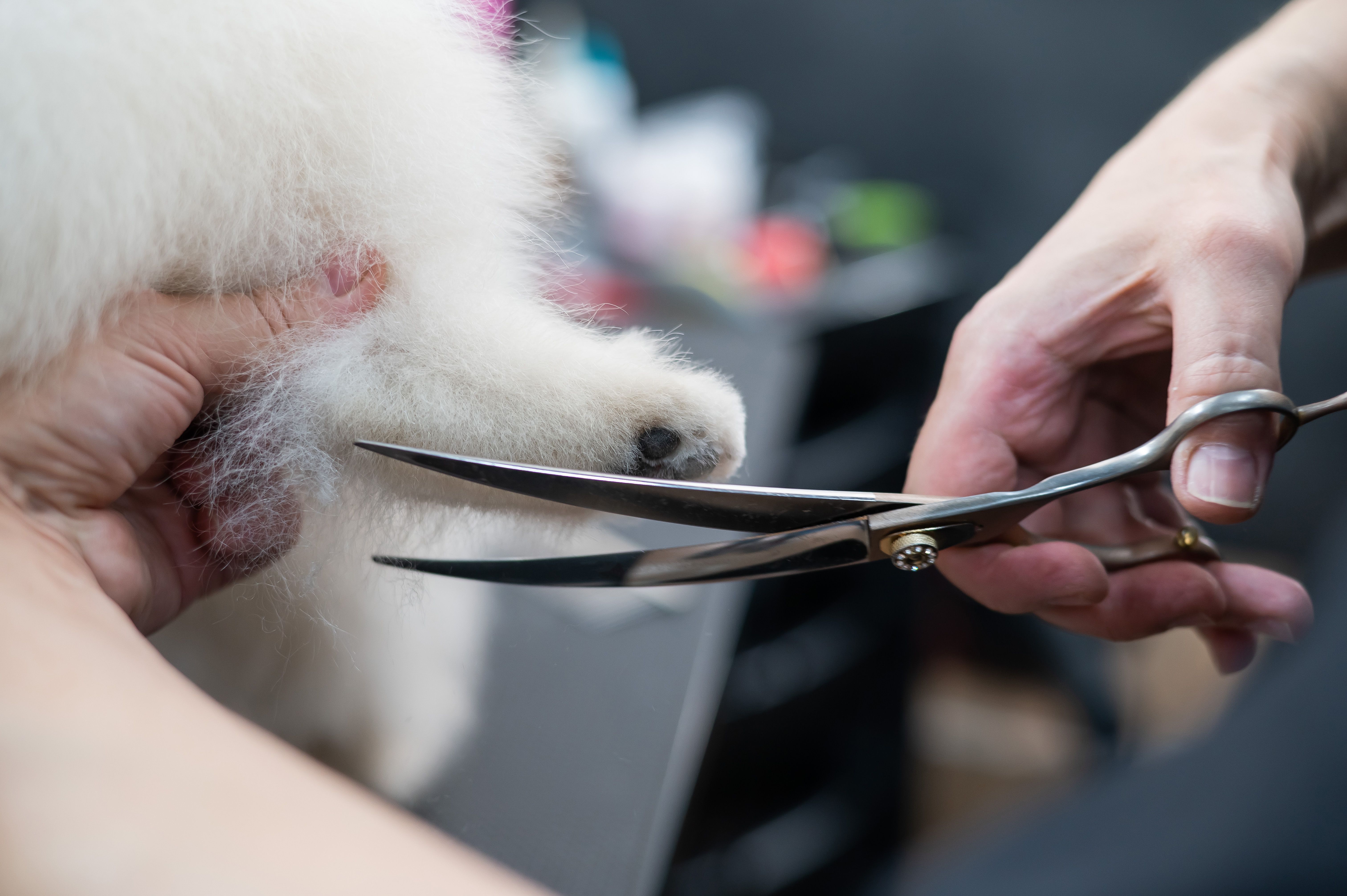 professional pet groomer