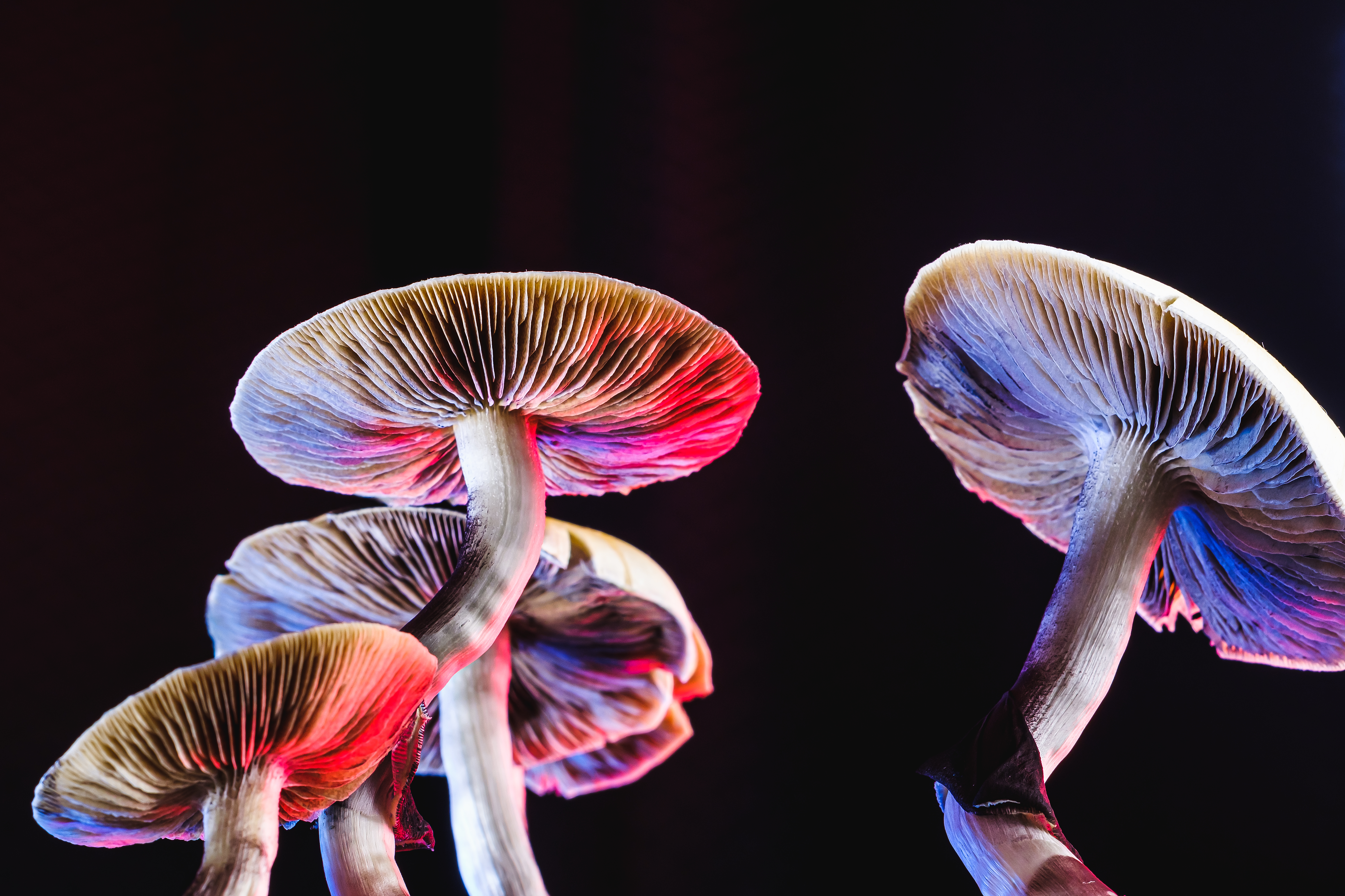psilocybin therapy