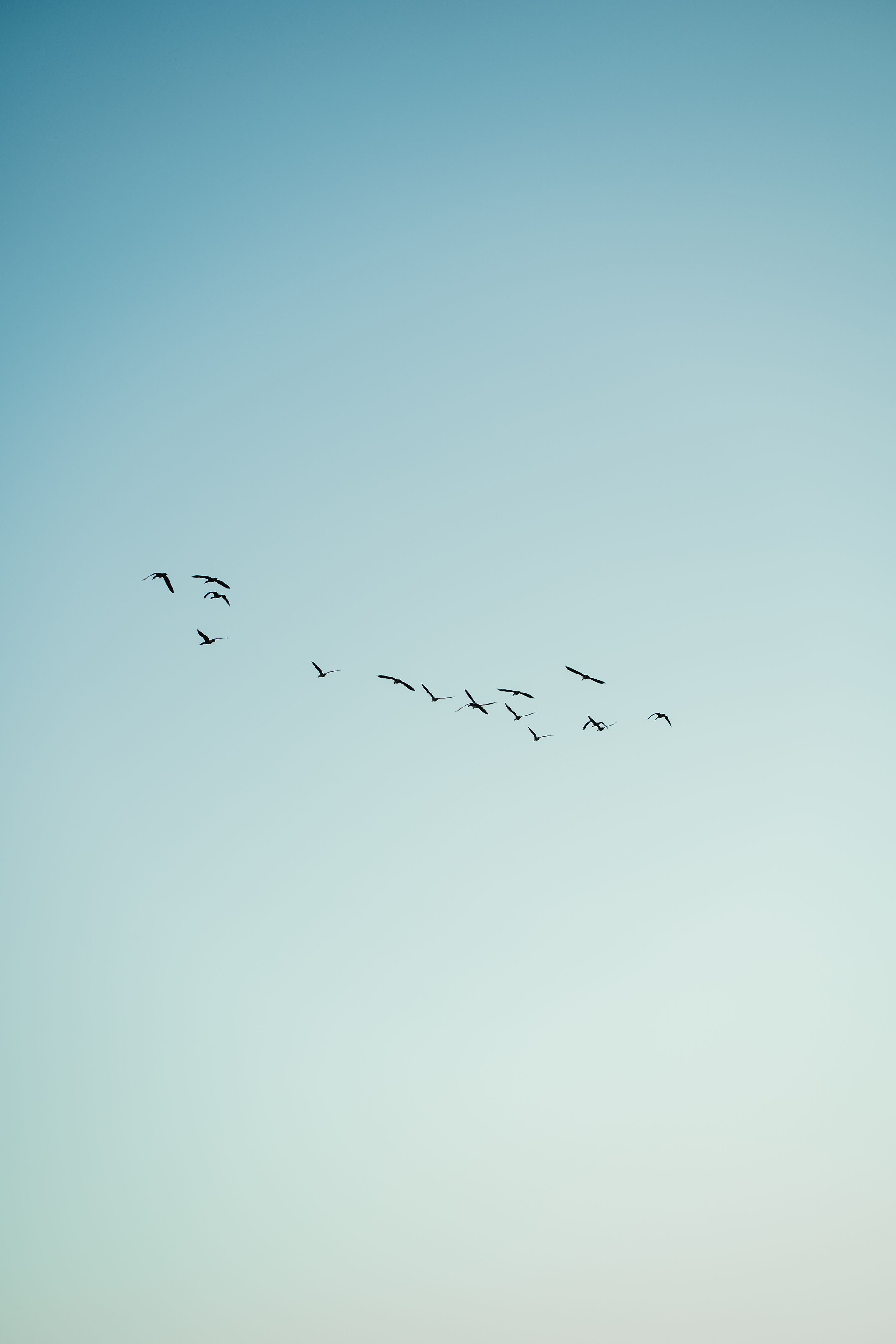 birds flying