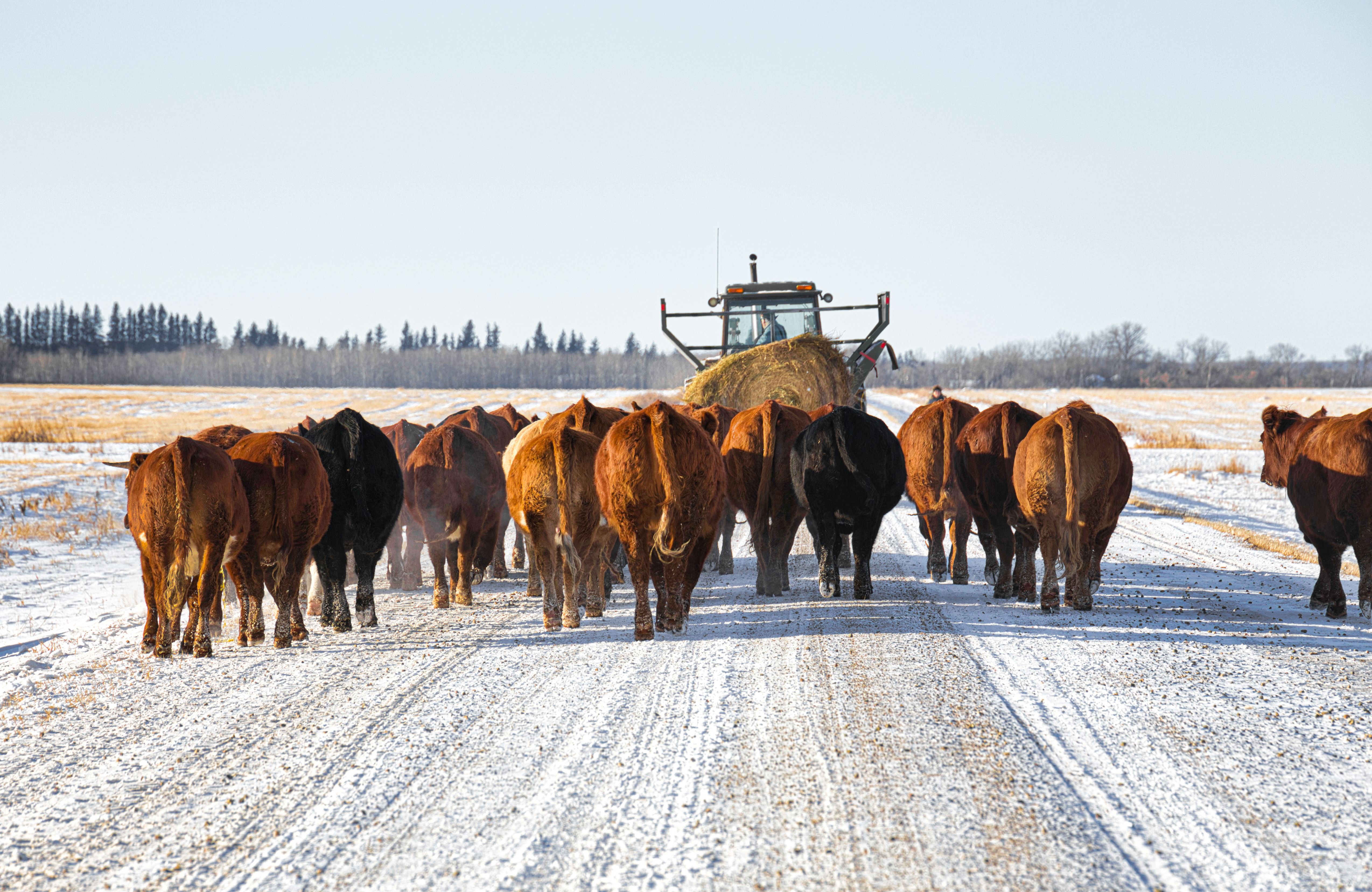 feeding cattle winter