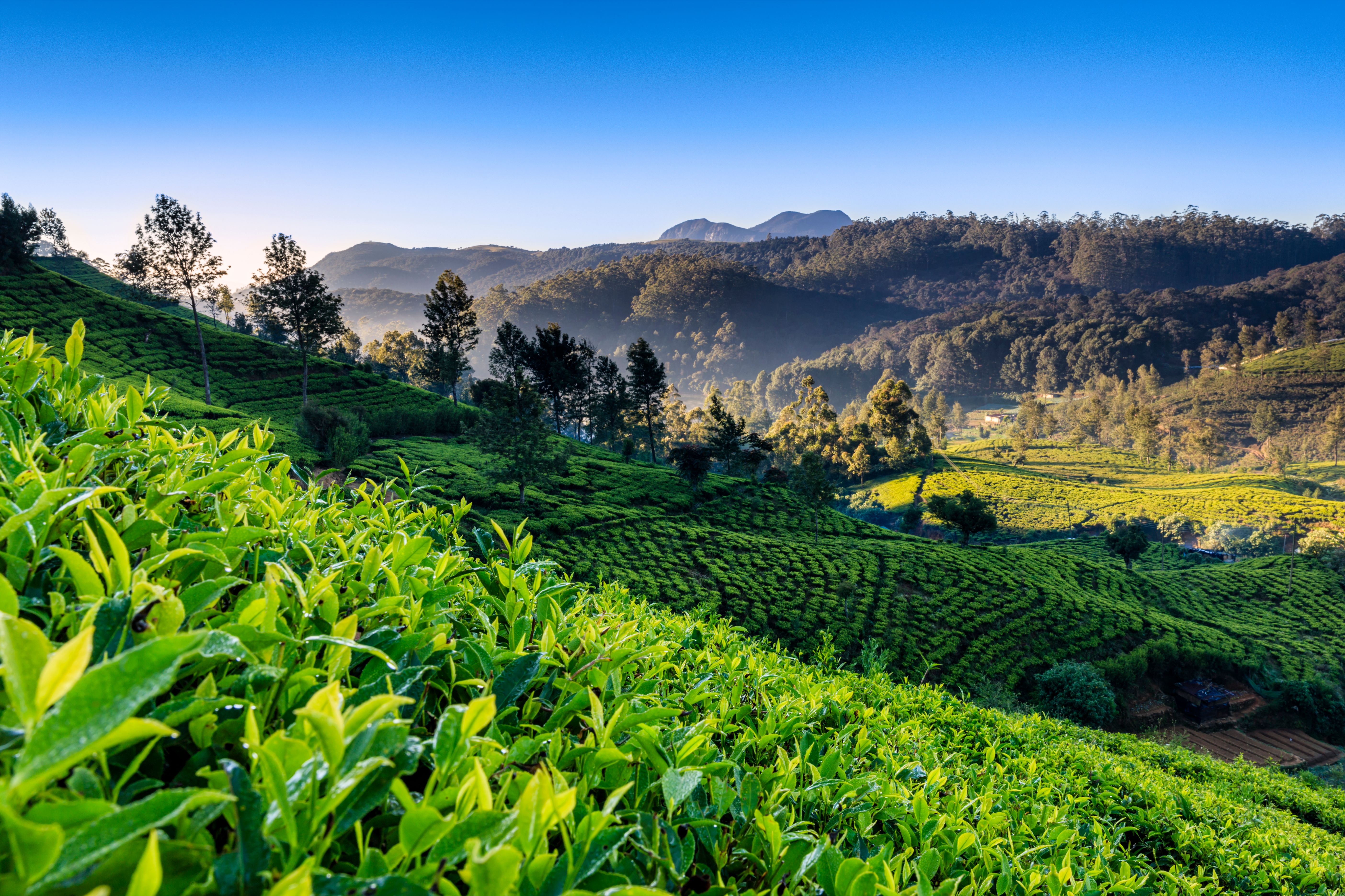 tea plantation