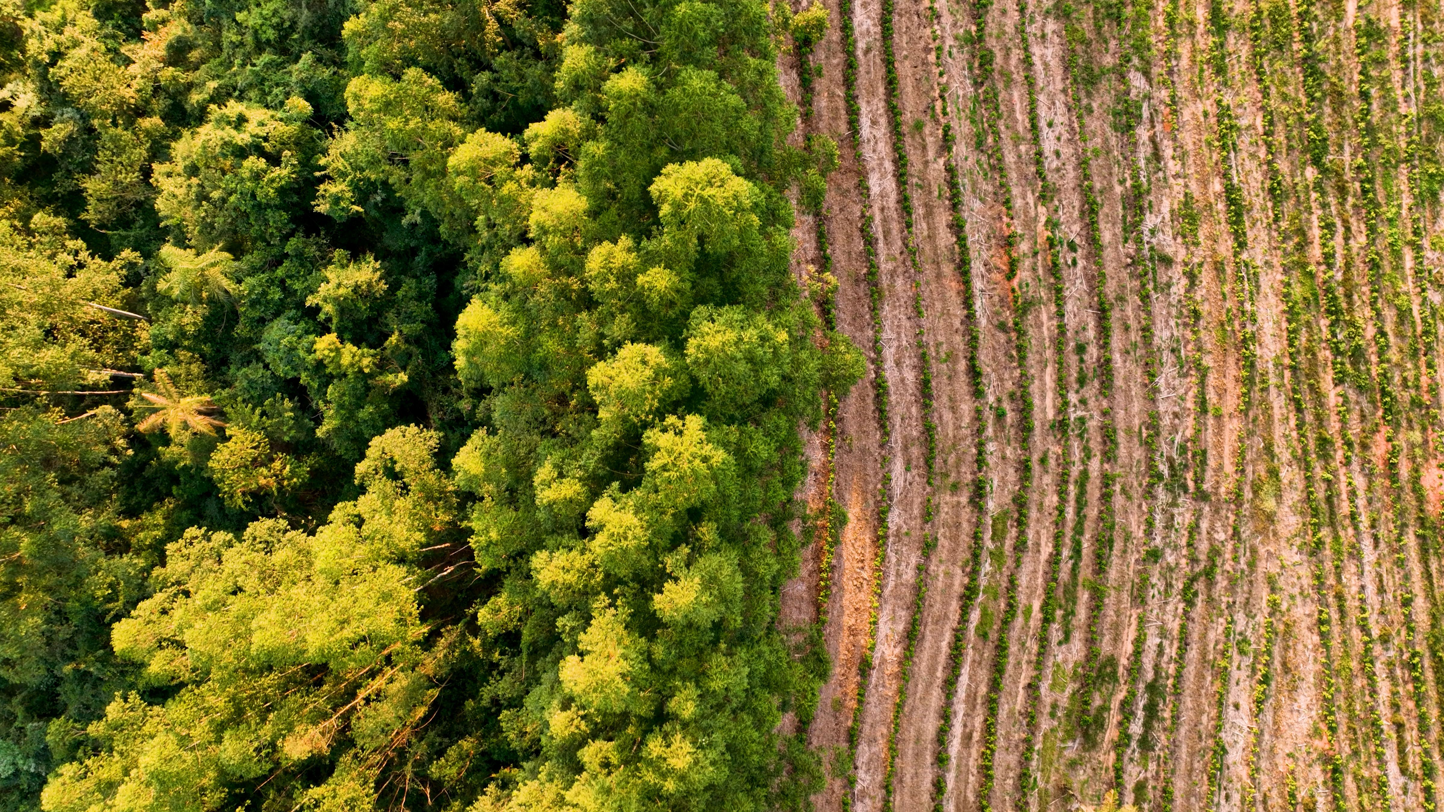 Deforestation field at rural landscape. Farming scanery.