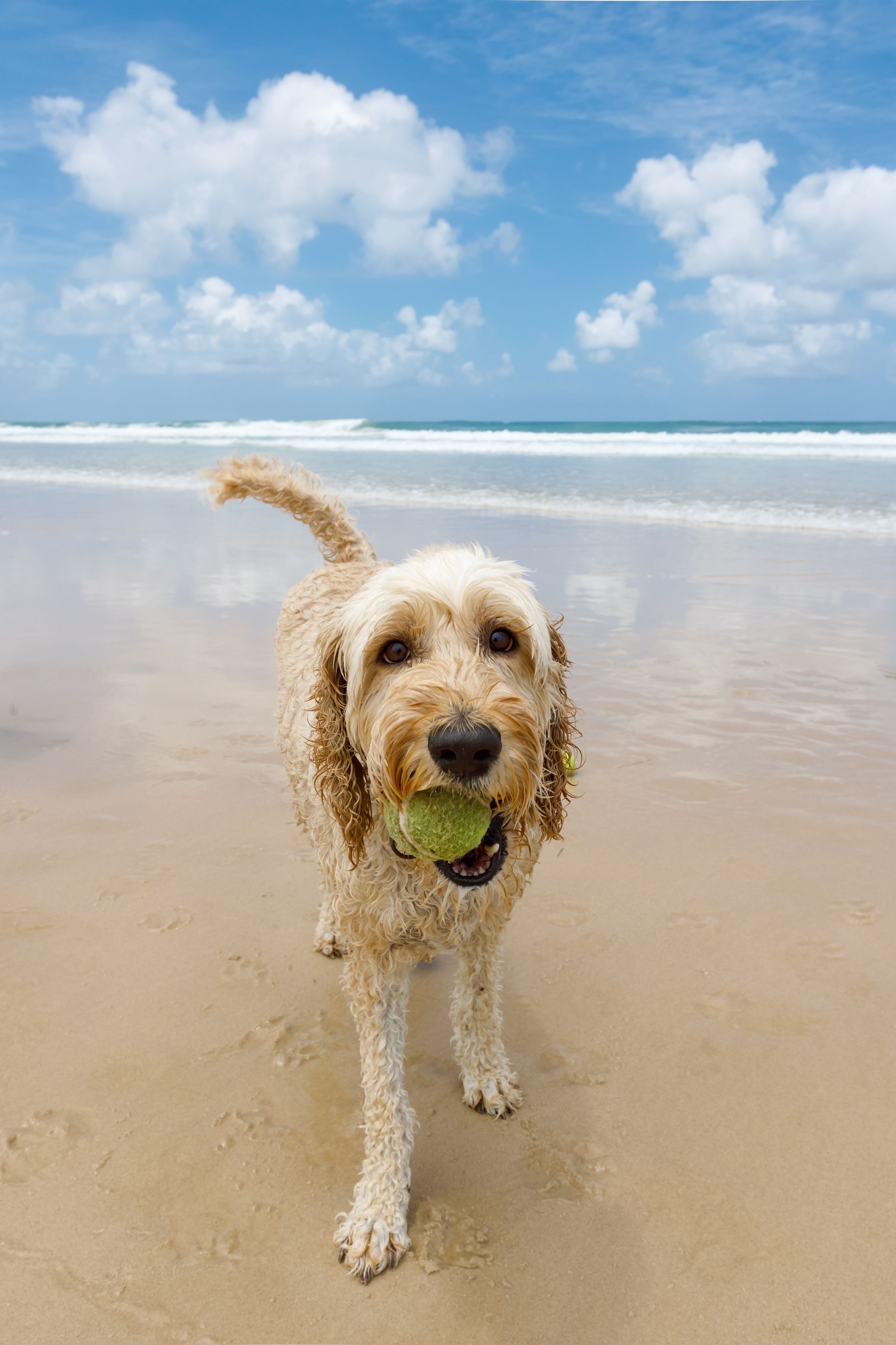 pet-friendly destination