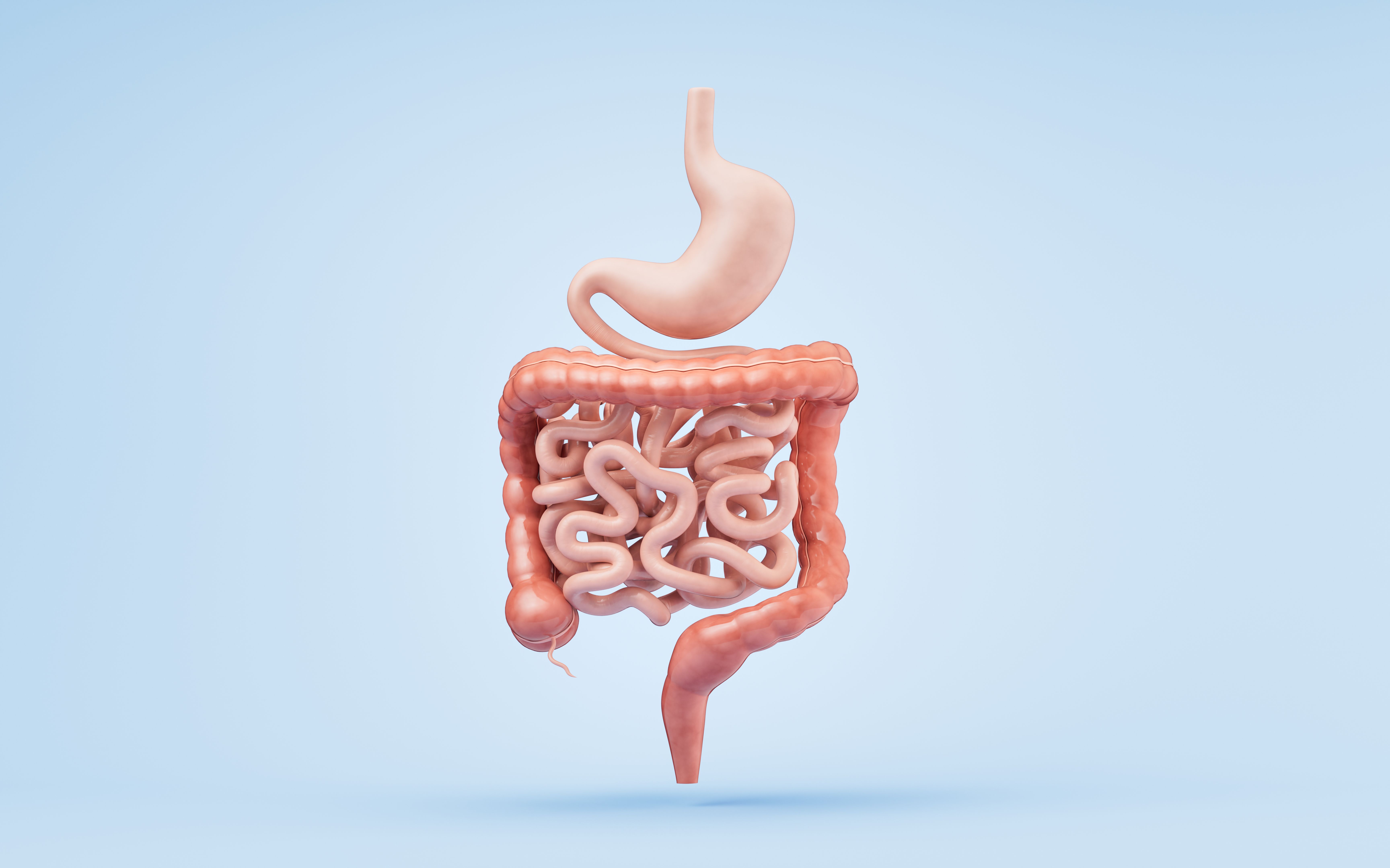 Stomach and intestinal tract, 3d rendering.