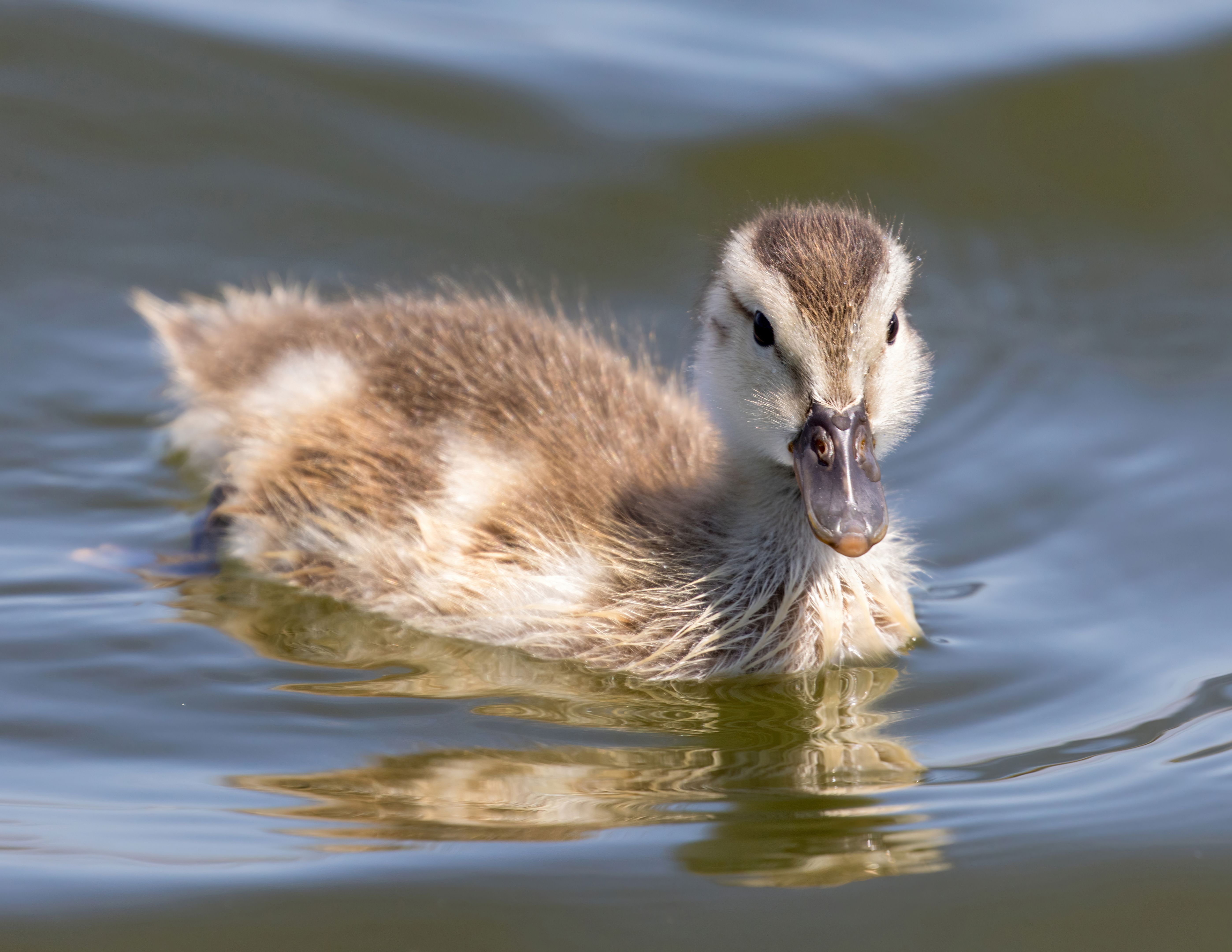 santa clara amenities