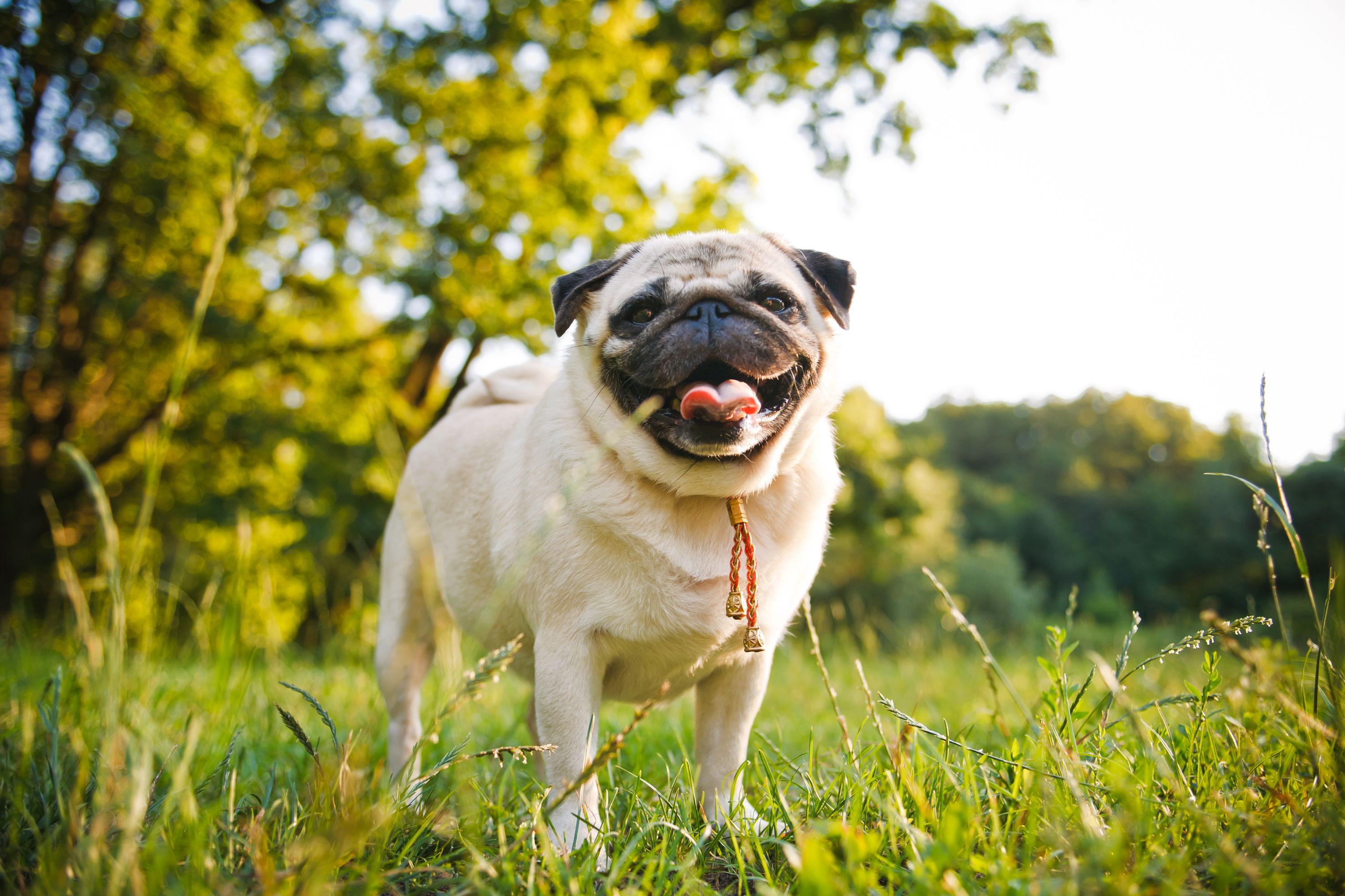 Funny pug walking in summer park at sunset