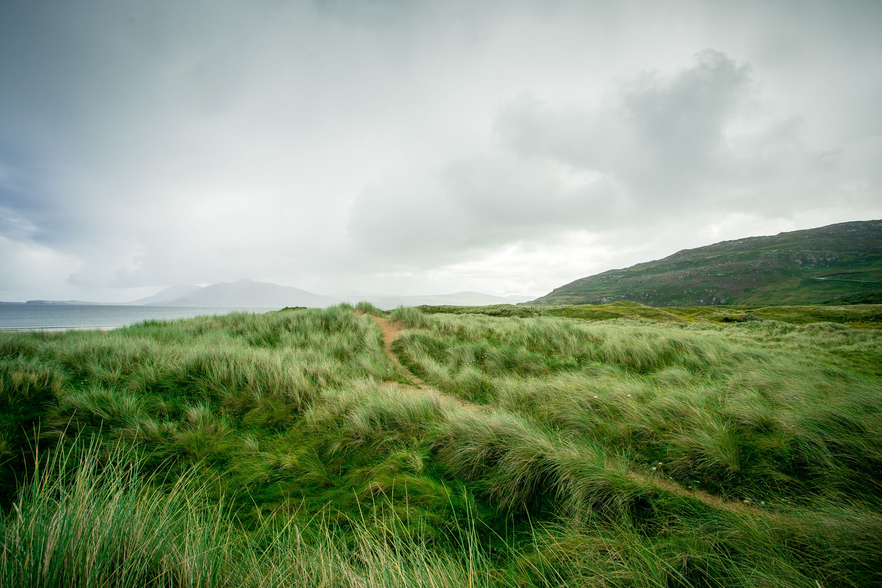 Wild grasses along the coast