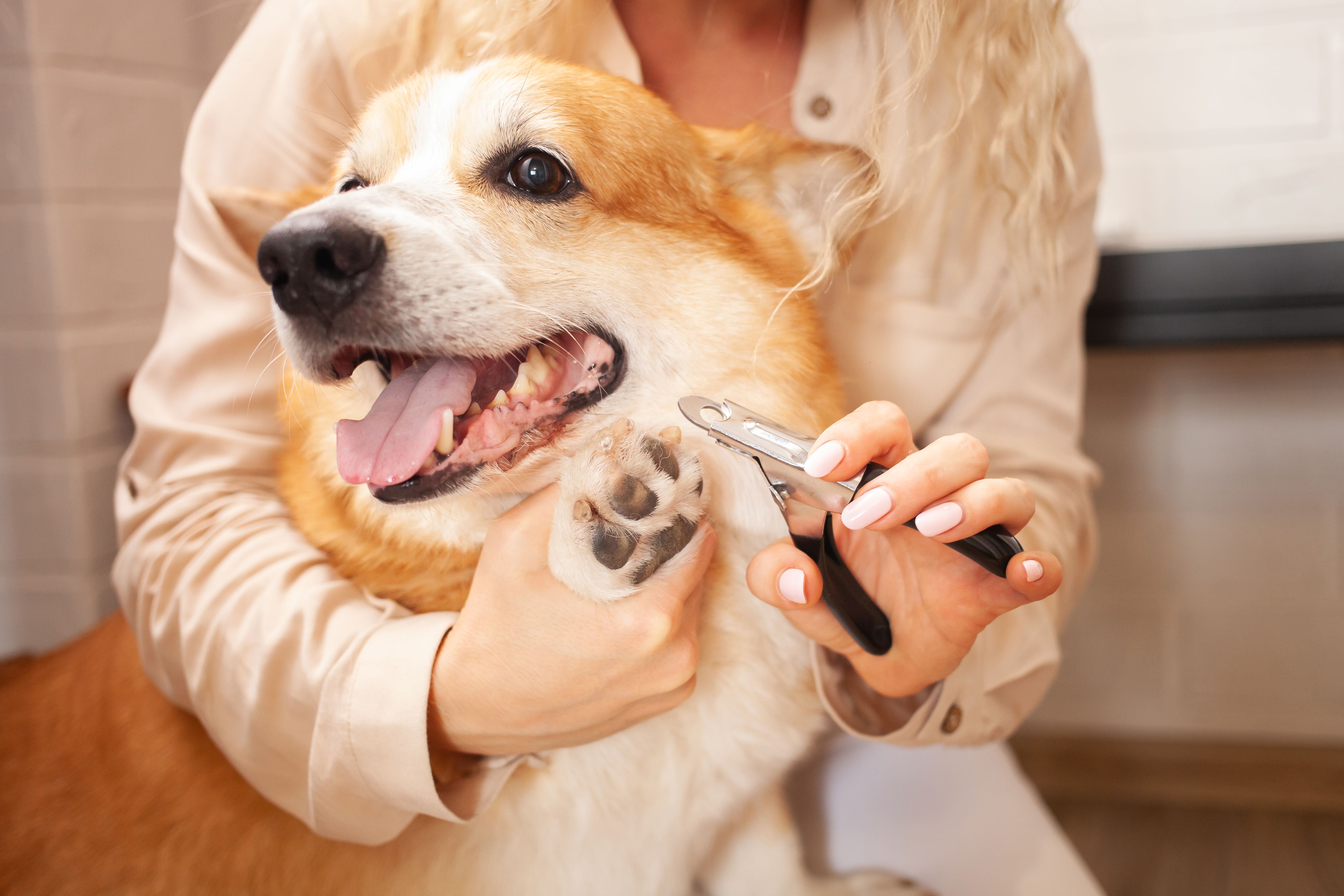 pet nail trimming