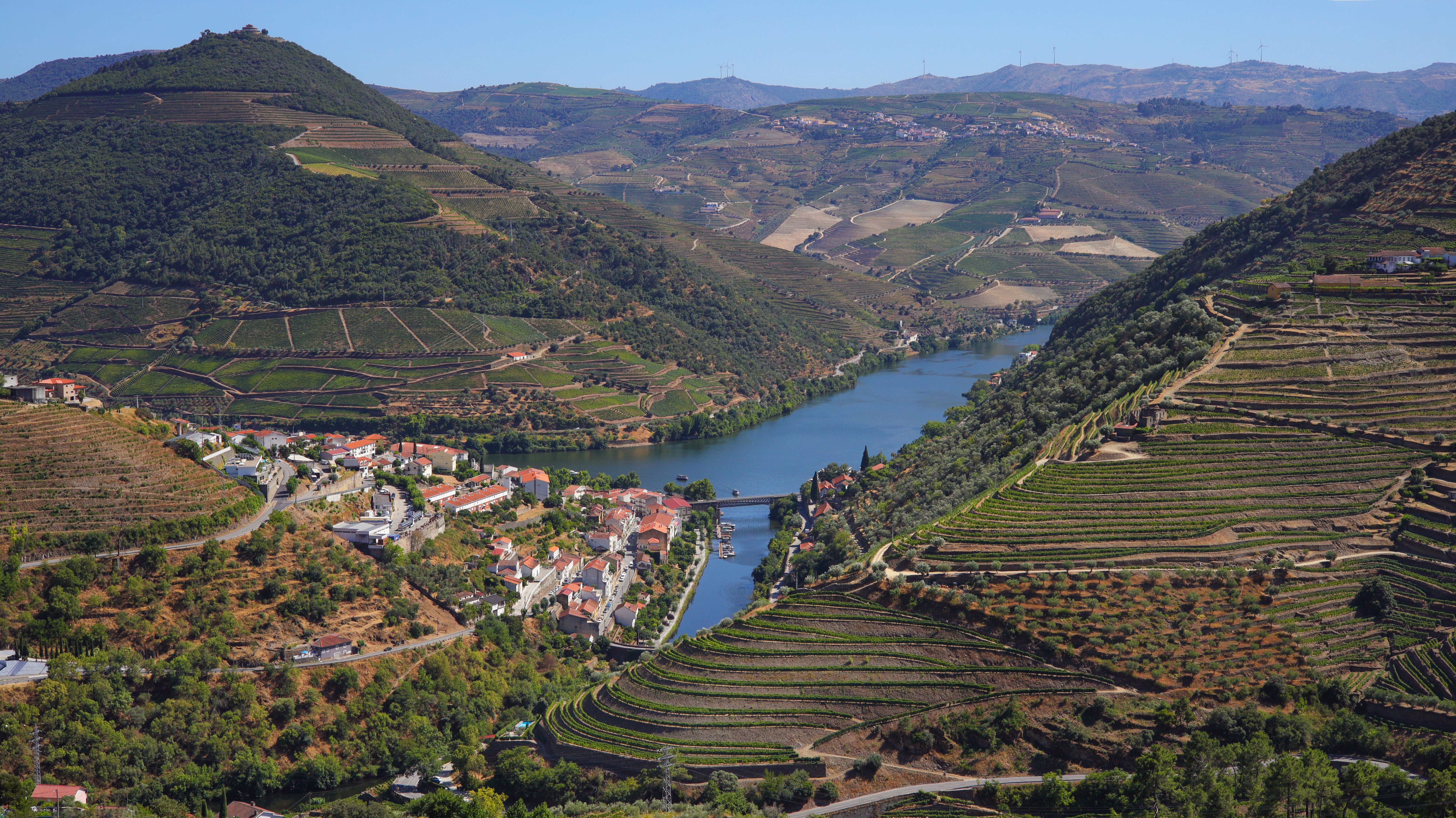 douro vineyard